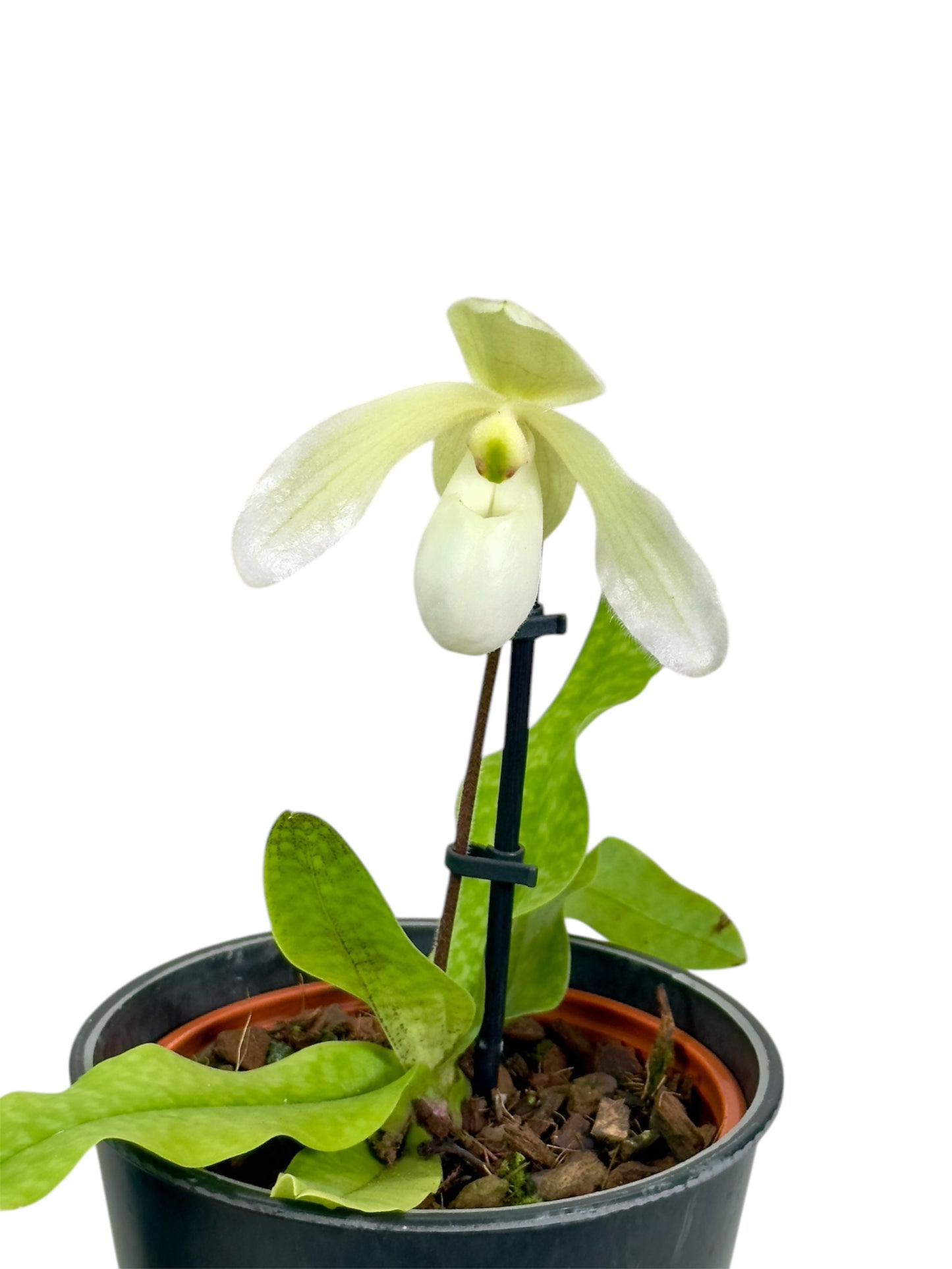 Paphiopedilum Niveum ''SP''