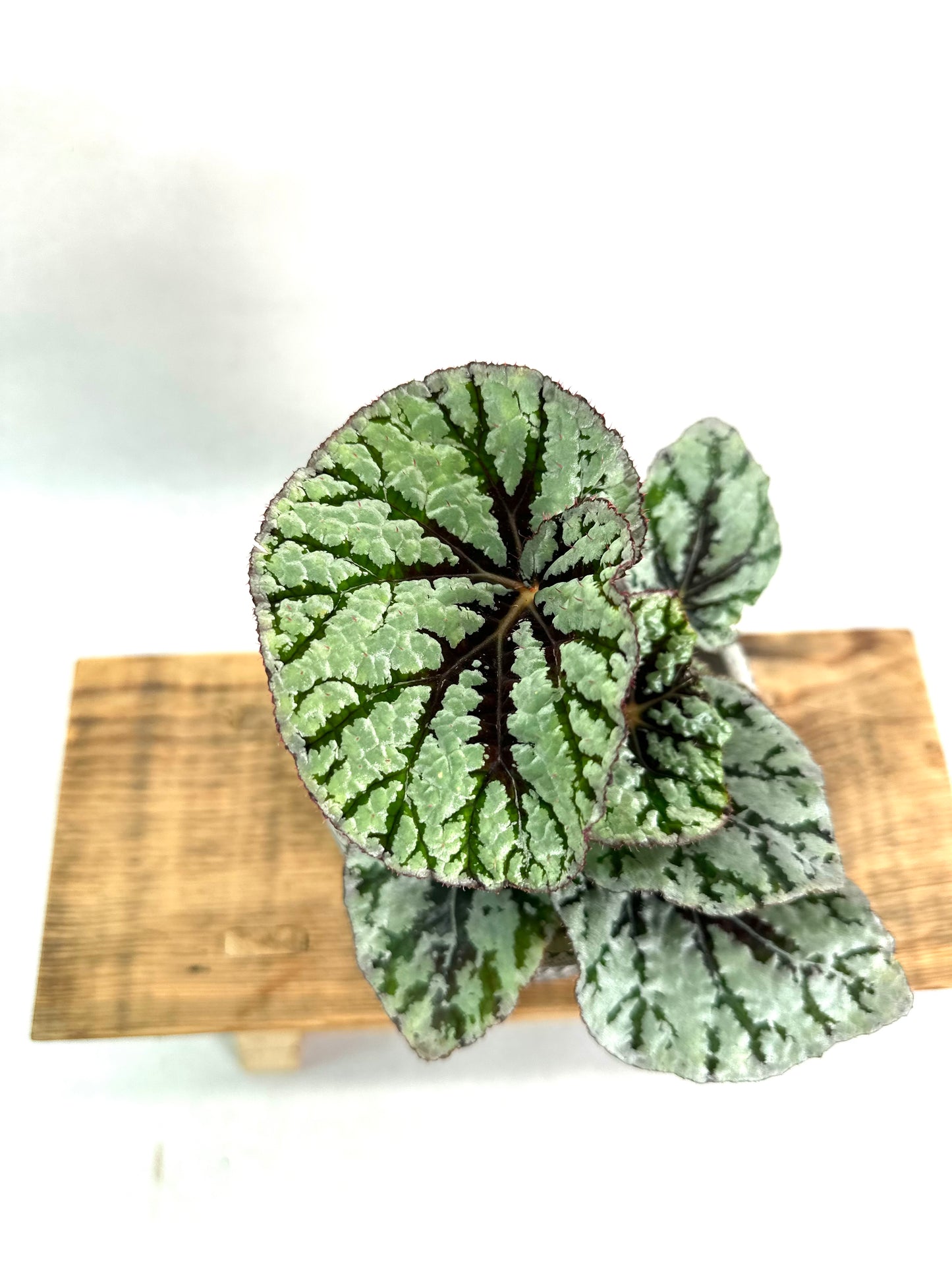 Begonia Rex Fedor
