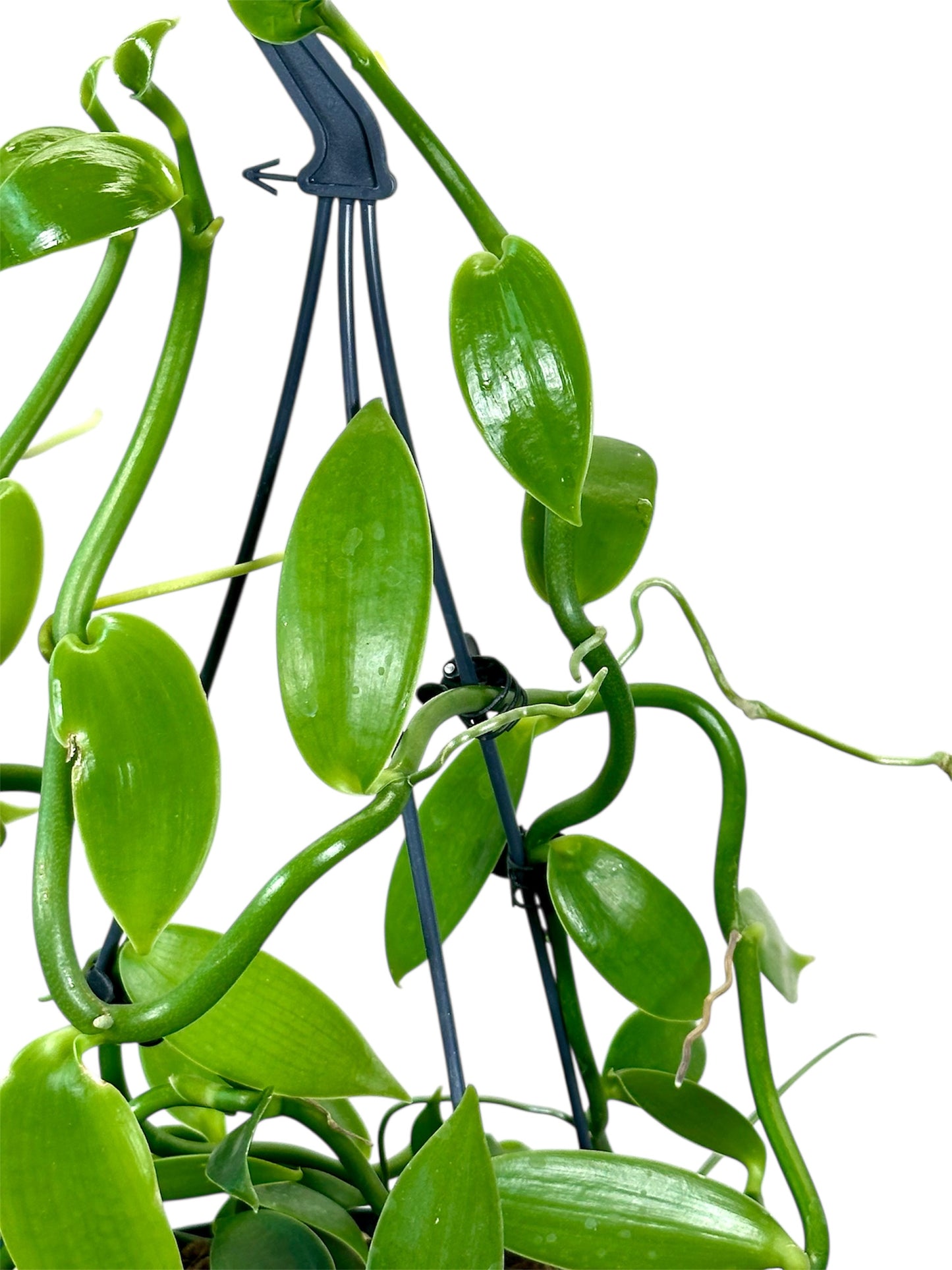 Plante de vanille ''Vanilla Planifolia'' - suspension