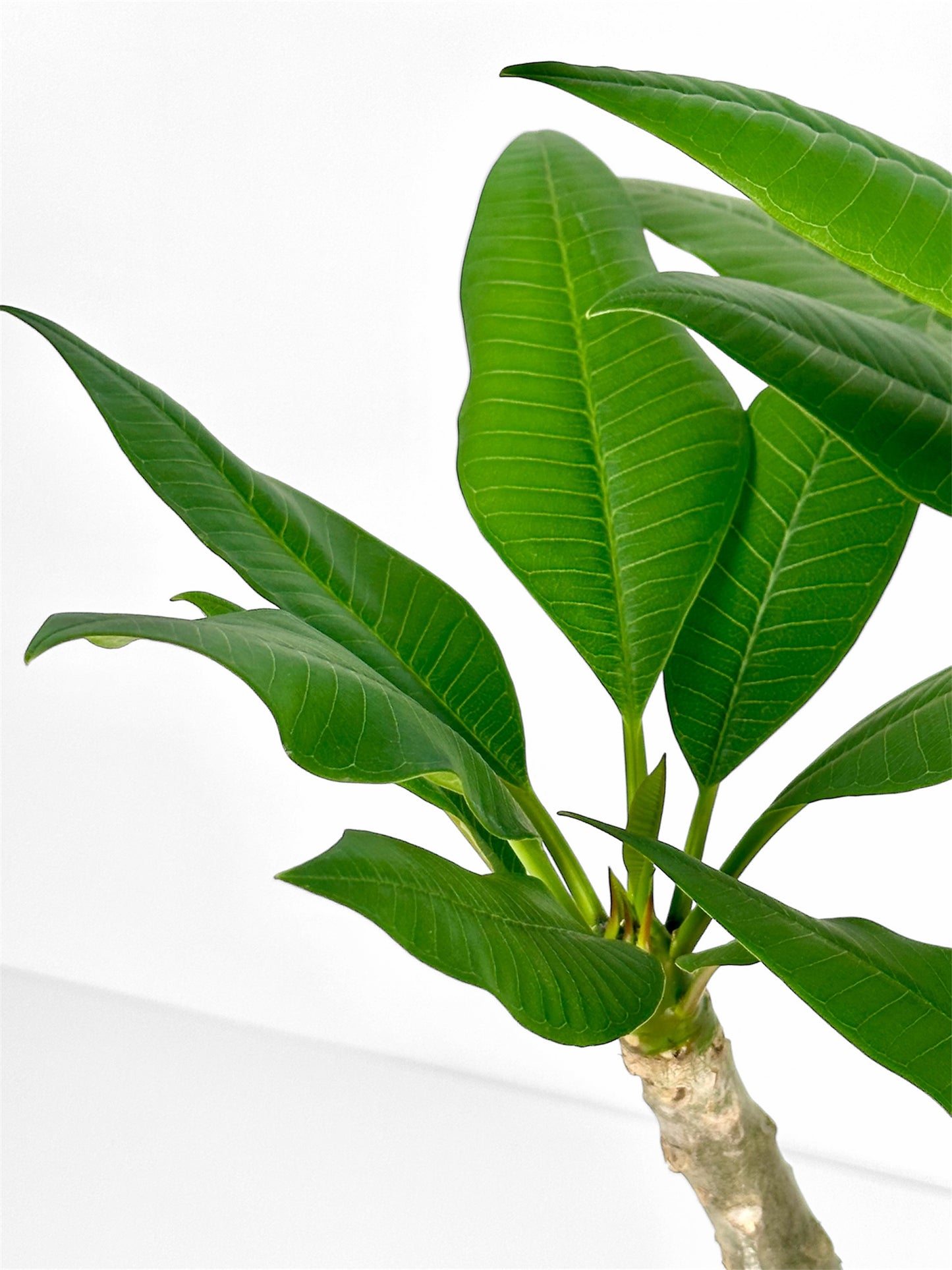 Plumeria - Frangipanier