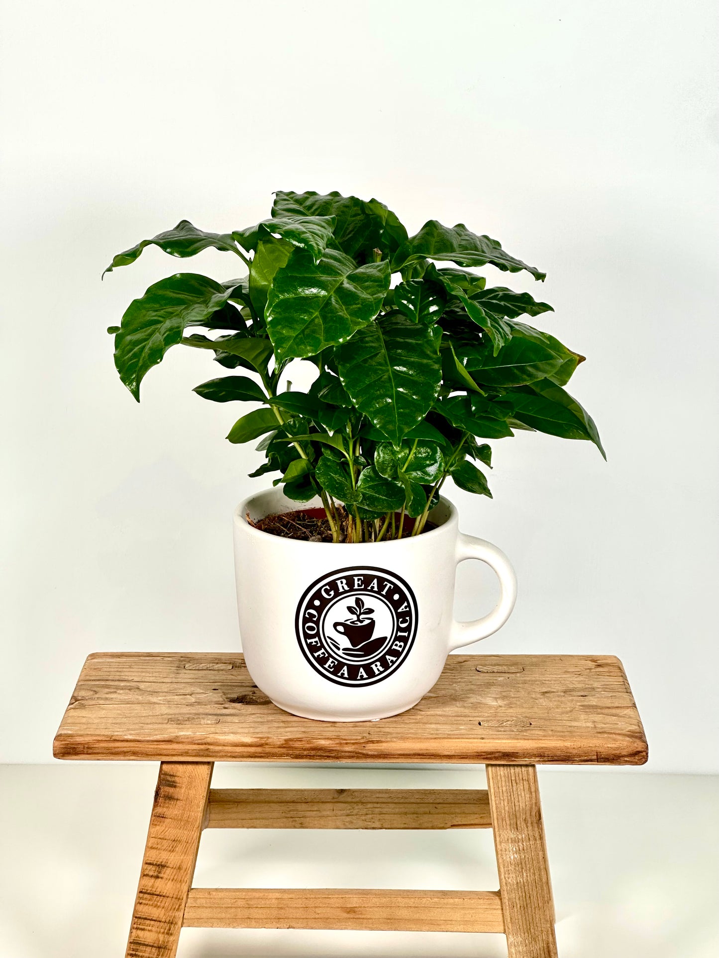 Coffea Arabica - Caféier avec pot tasse à café