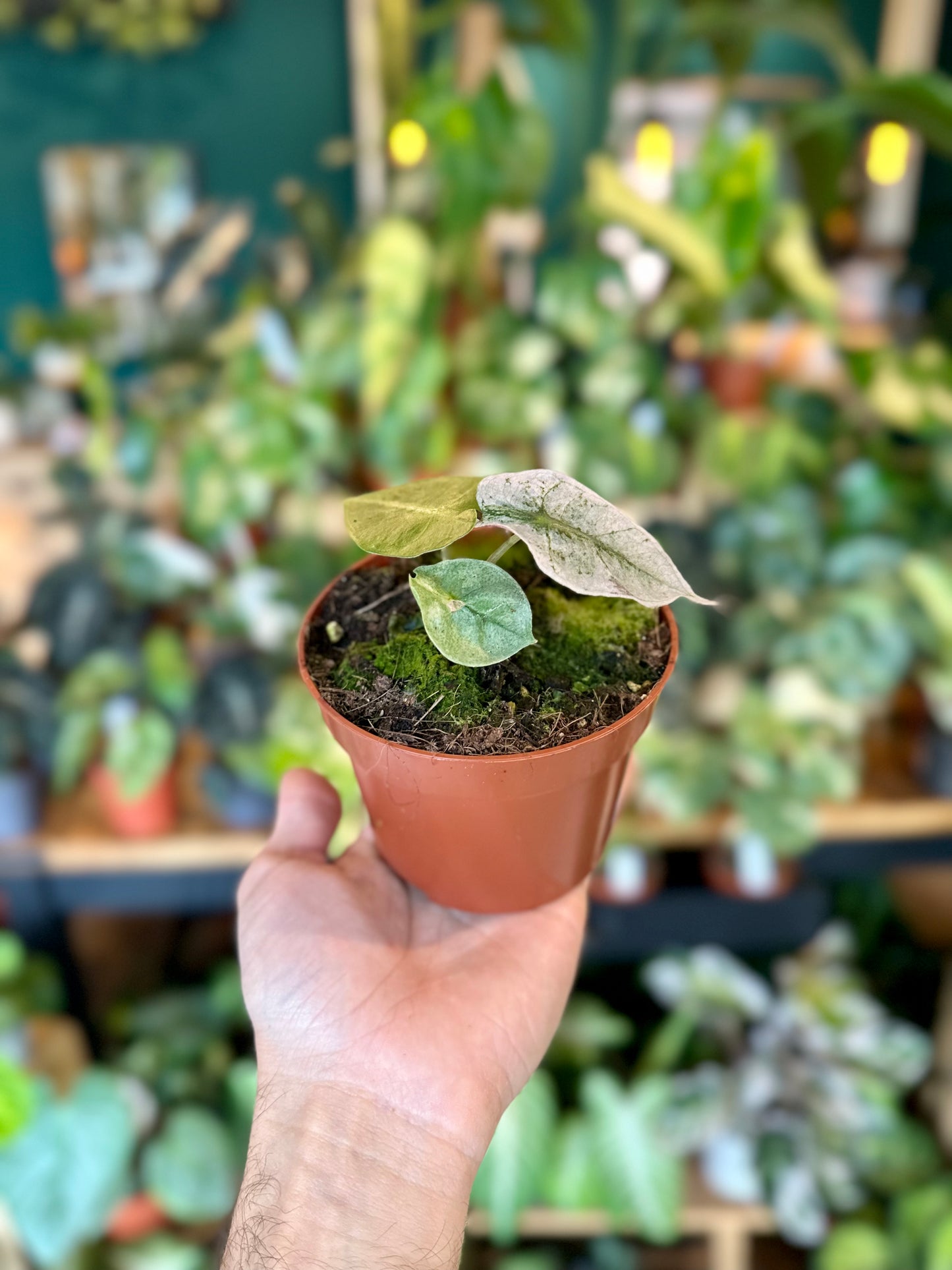 Alocasia Polly variegata 0902