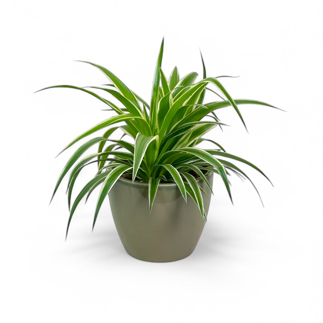 Cache-pot 'Sven' Olive Ø13 cm