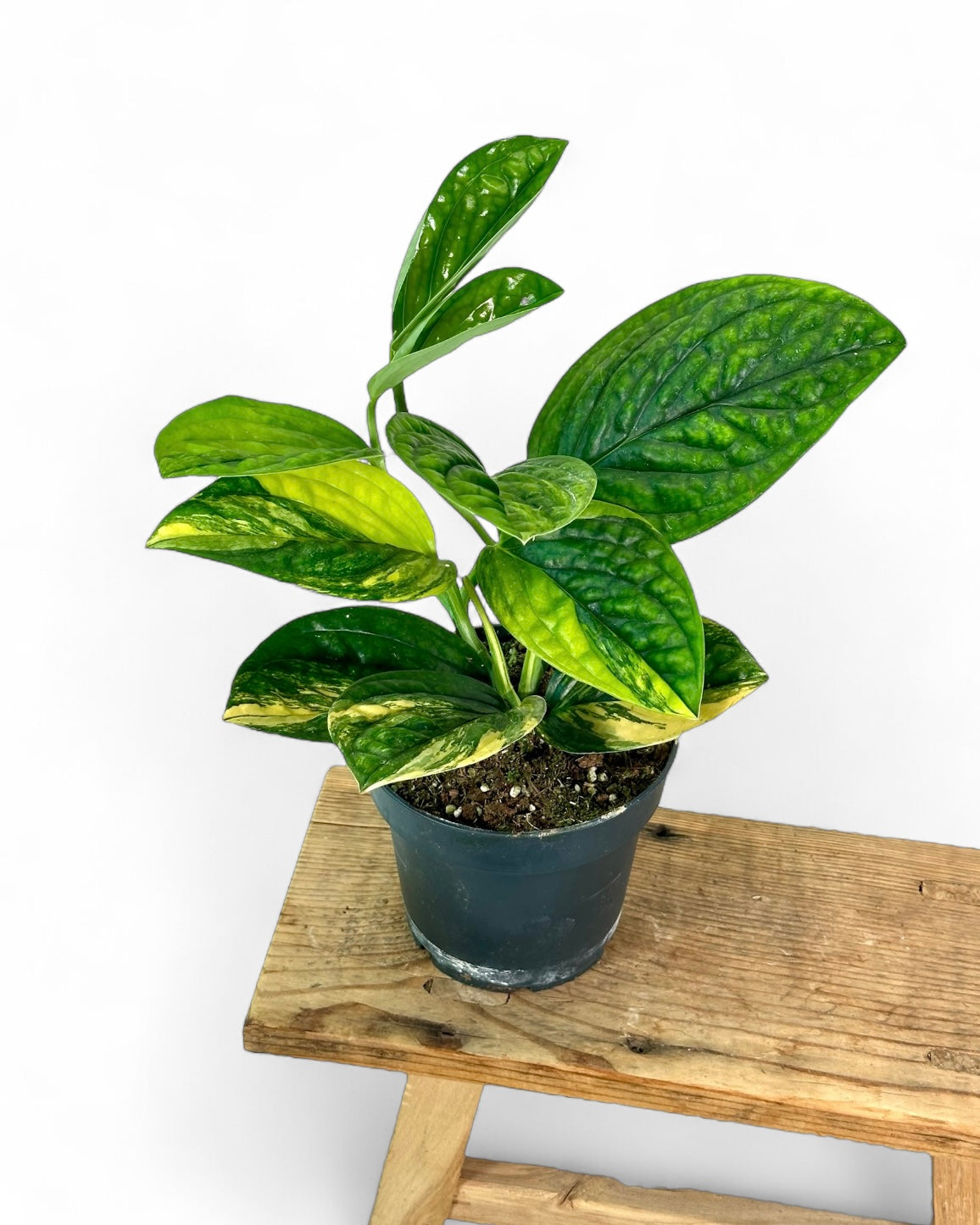 Scindapsus Marble Planet variegata