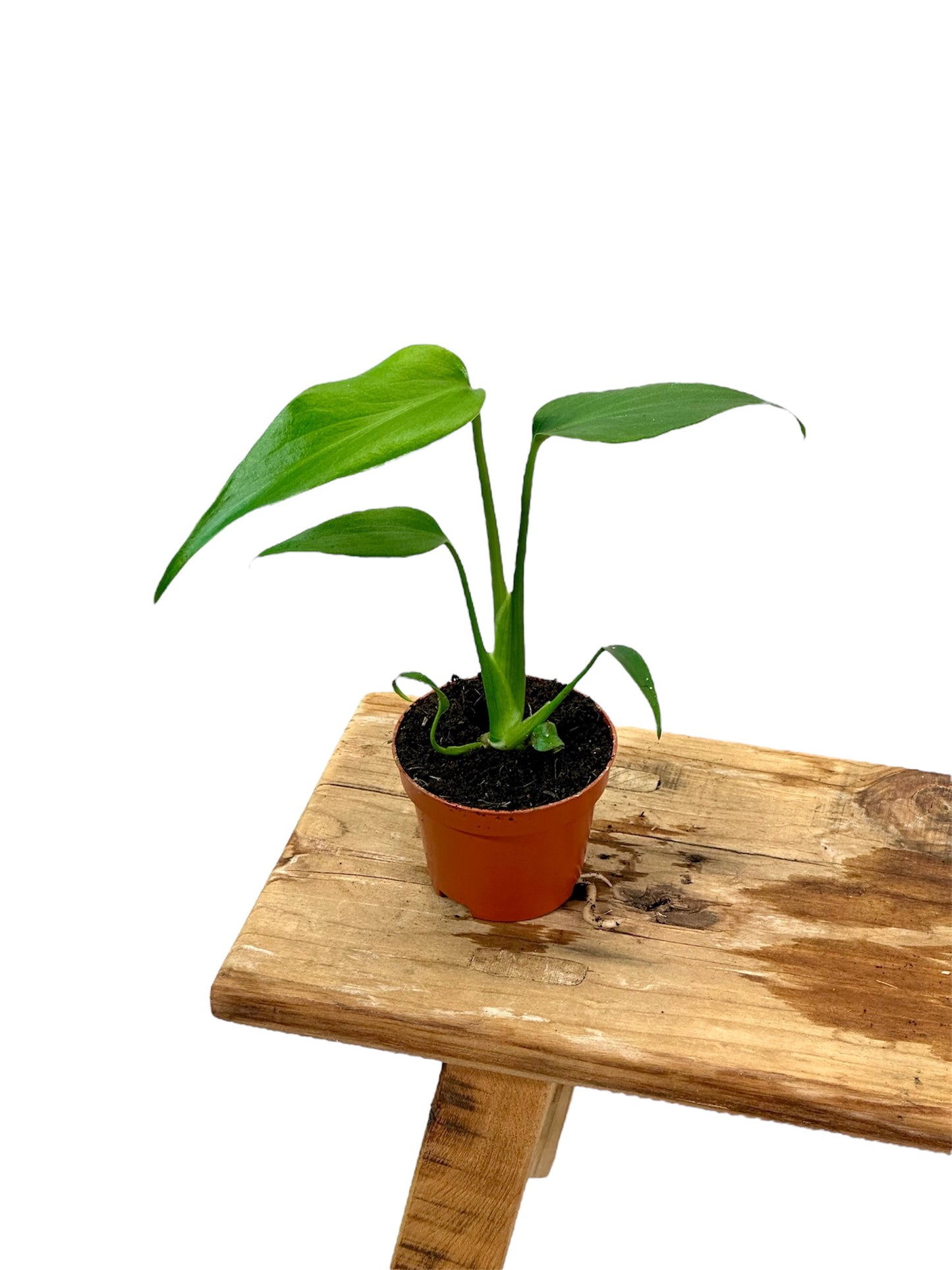 Monstera Burle Marx Flame - Baby plant