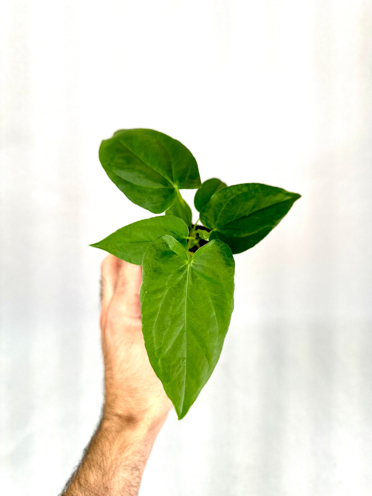 Anthurium Balaoanum - Baby plant