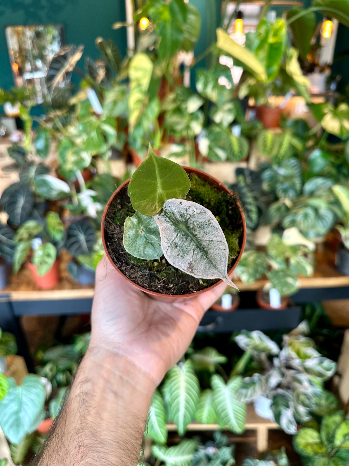 Alocasia Polly variegata 0902
