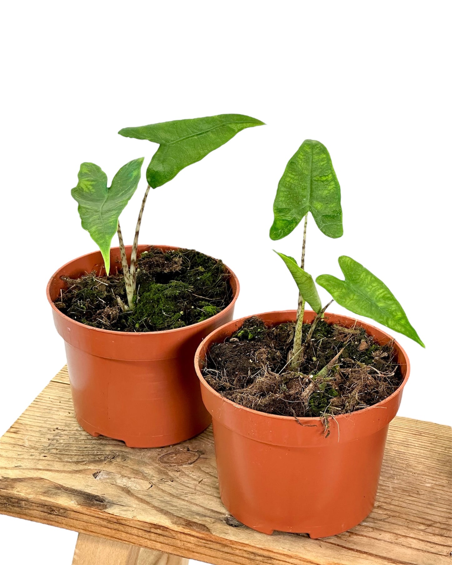 Alocasia Reticulata - Juvénile