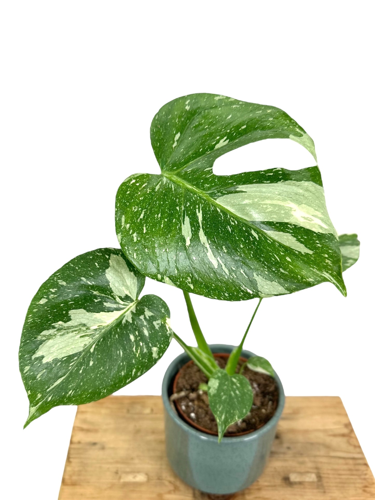 Monstera Thaï Constellation - Taille M 0906