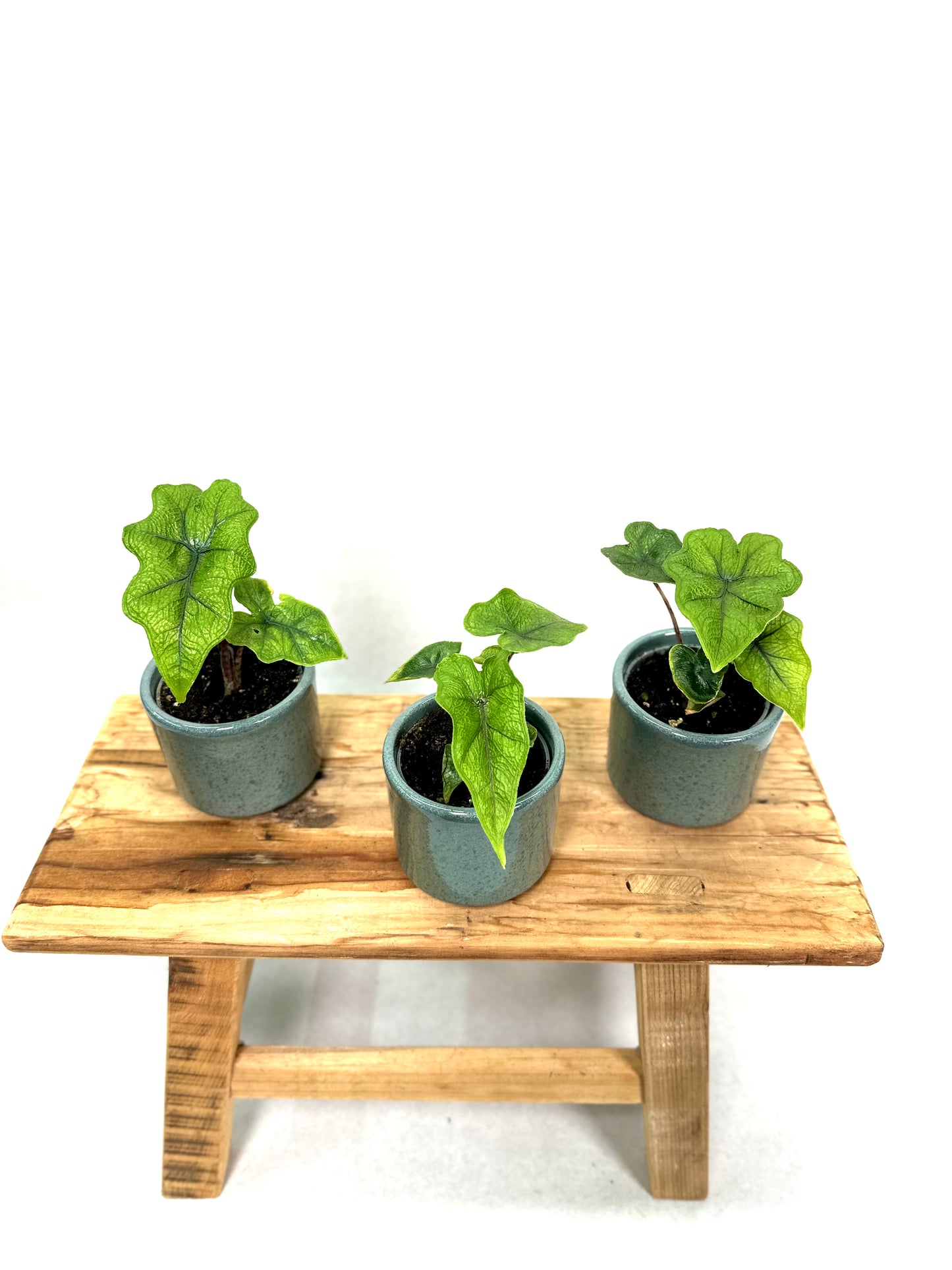 Alocasia Jacklyn - Baby plant