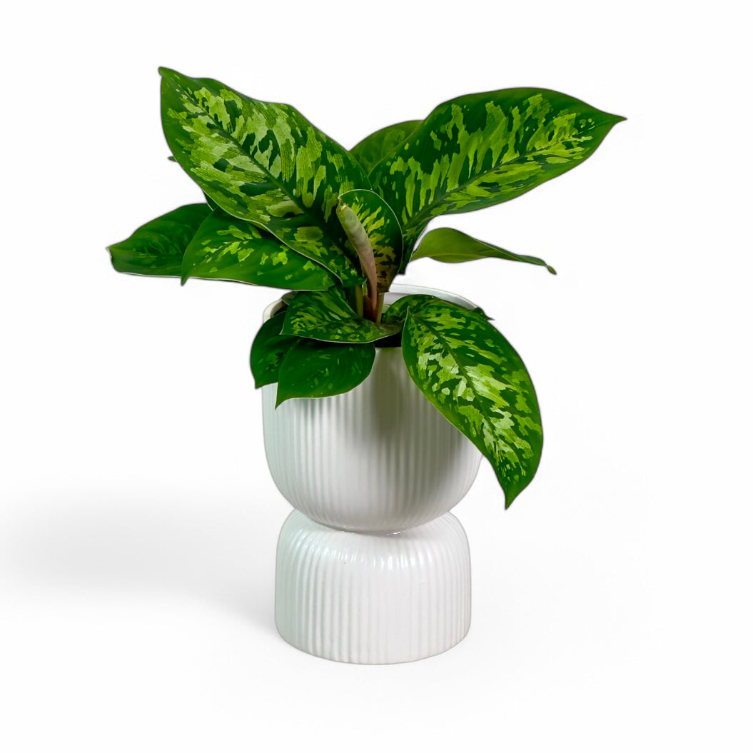 Cache-pot 'Luise' Ø12 cm