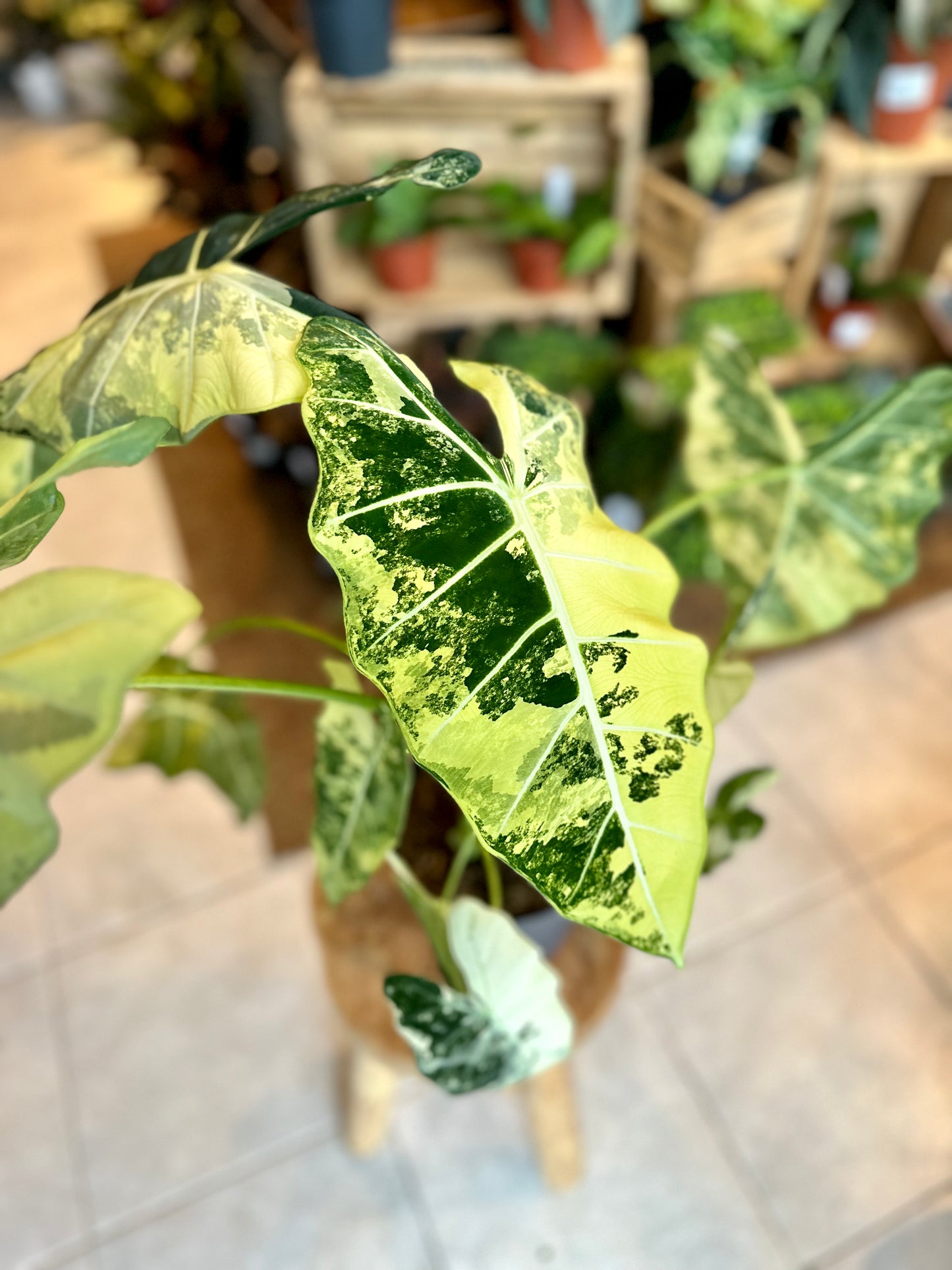 Alocasia Frydek variegata - Taille XL 1008
