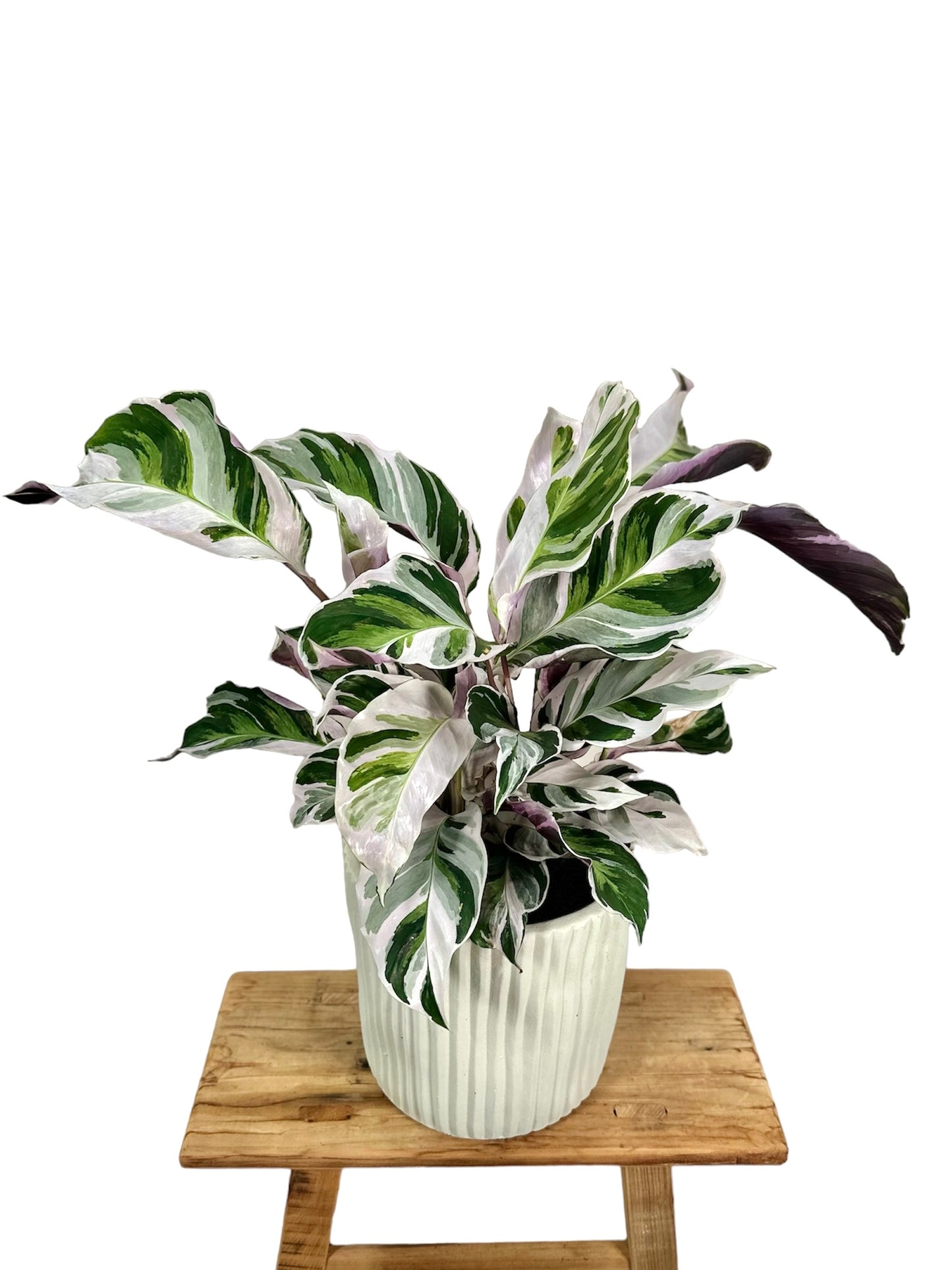 Calathea White Fusion