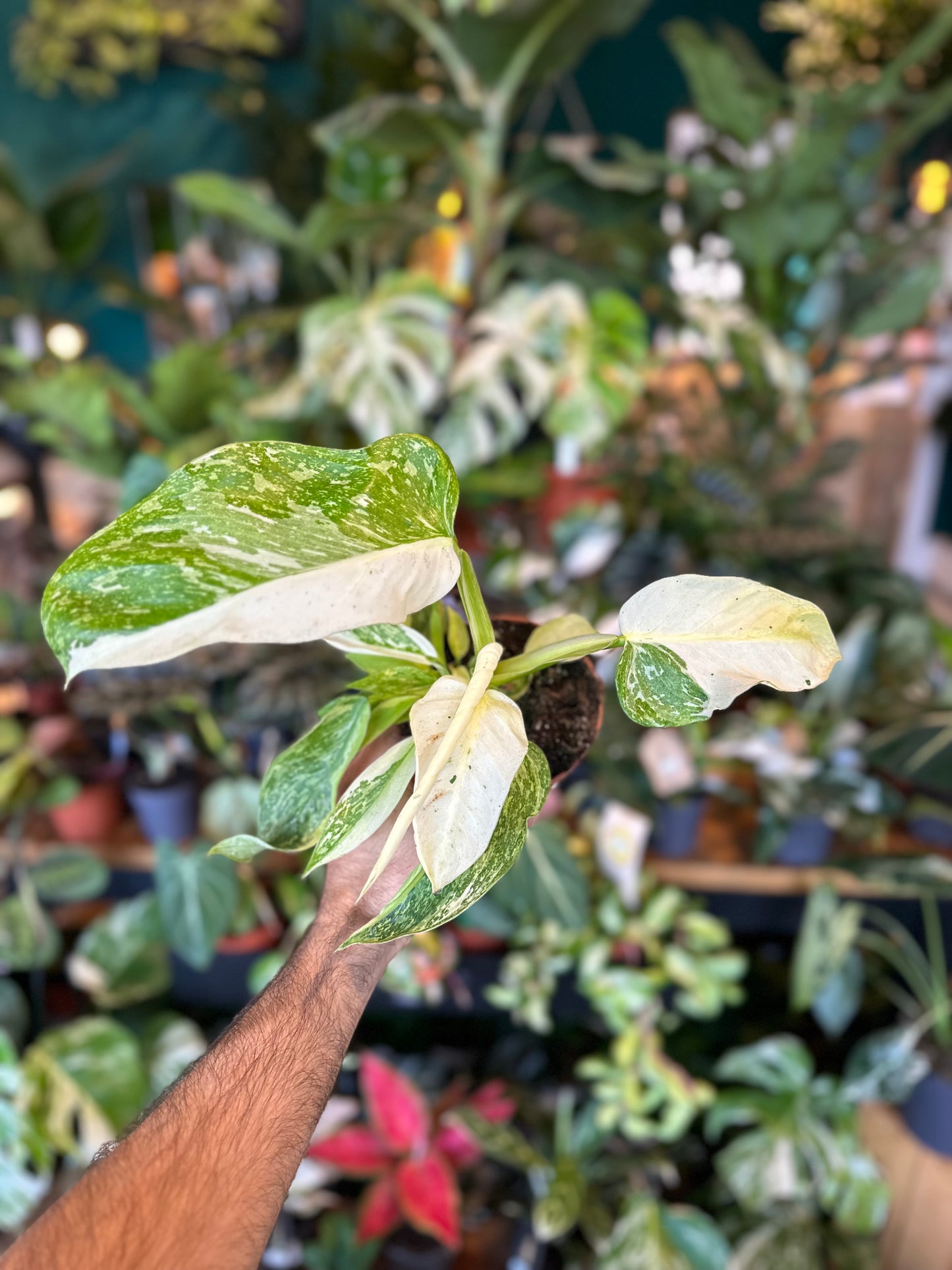 Philodendron Jose Buono