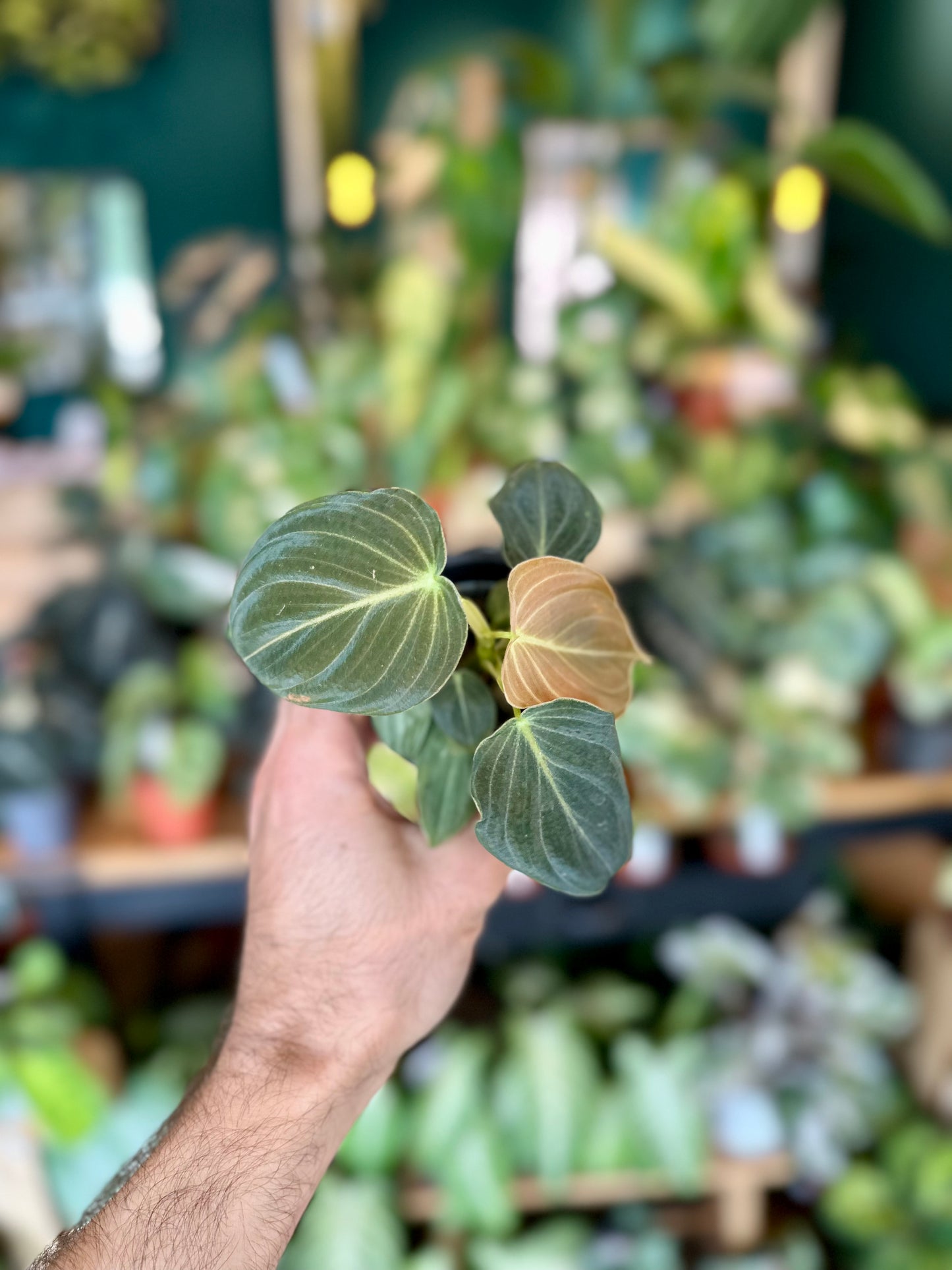 Philodendron Melanochrysum - Baby plant