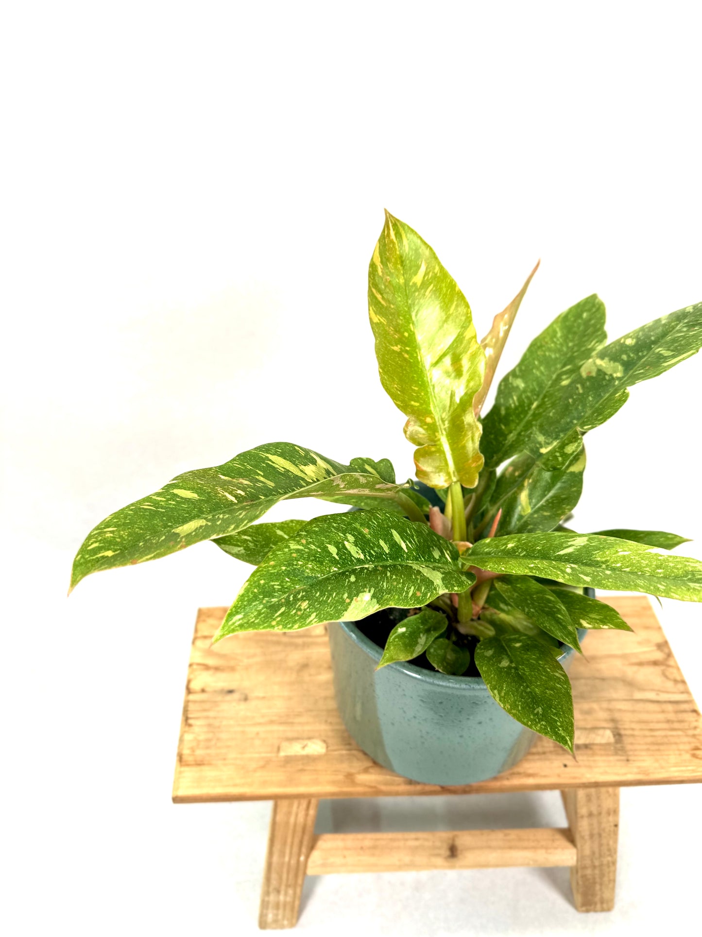 Philodendron Ring of Fire