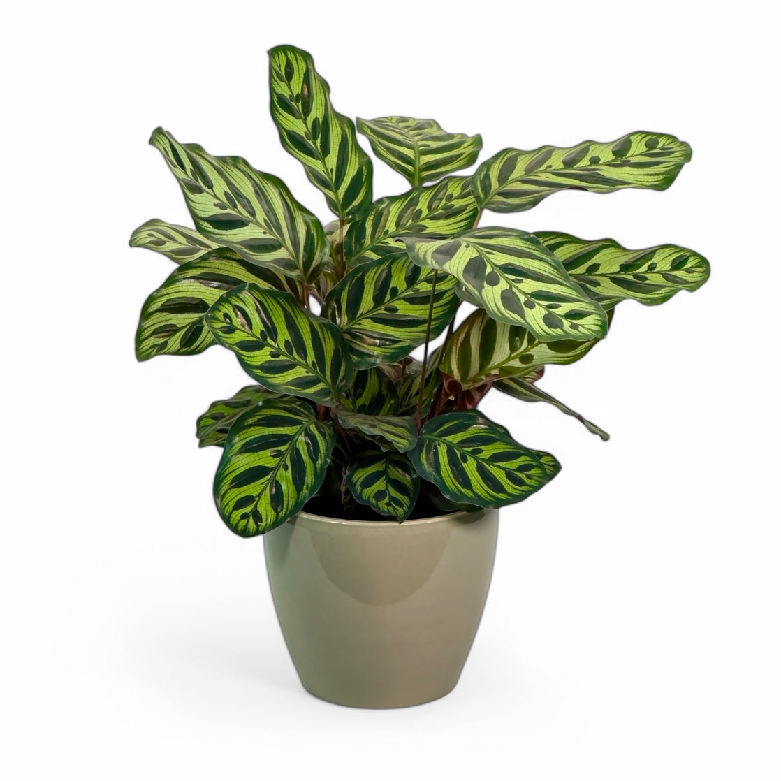 Cache-pot 'Sven' Ø16.5 cm