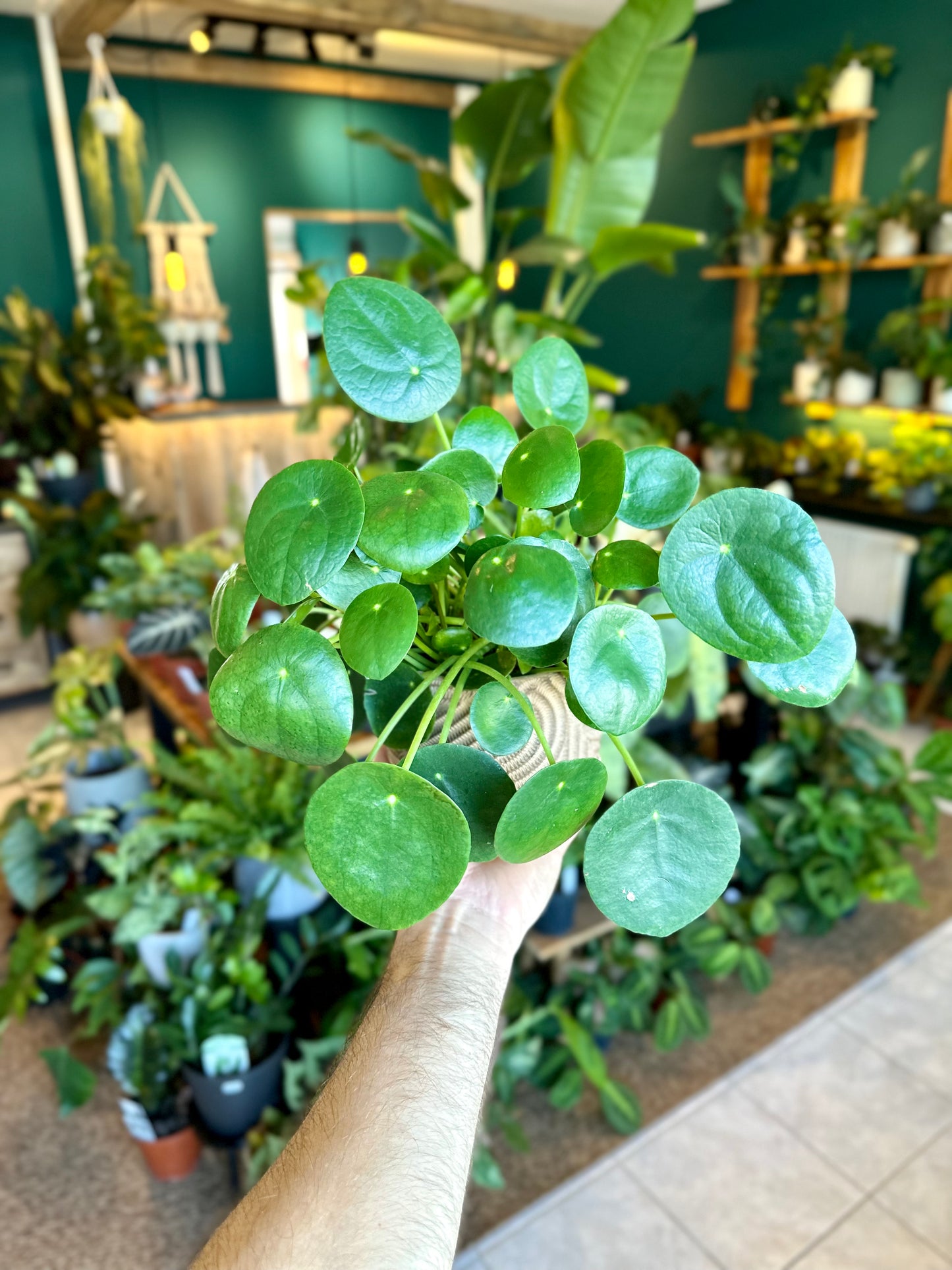 Pilea Peperomioides