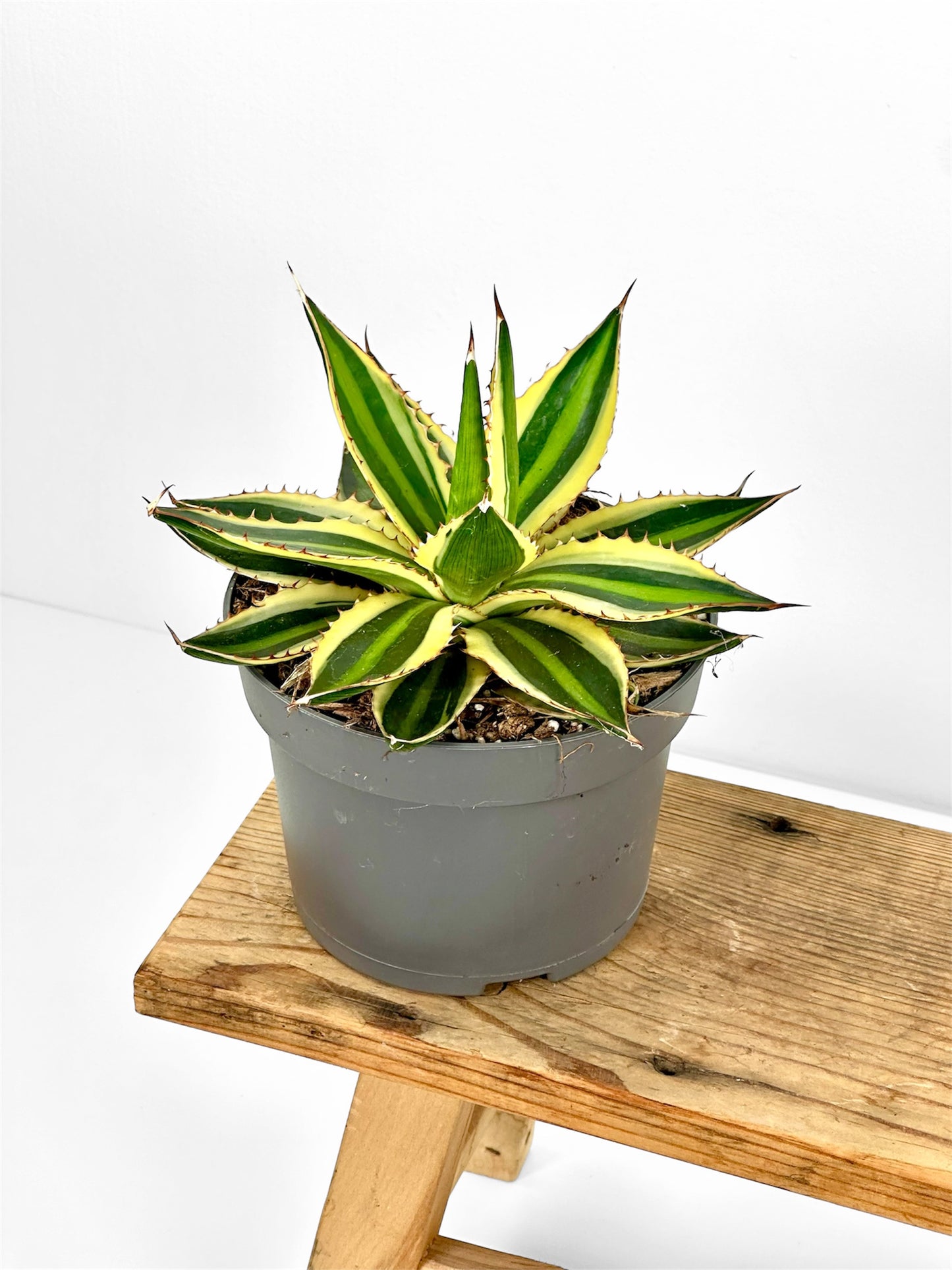 Agave Lophophora Quadricolor