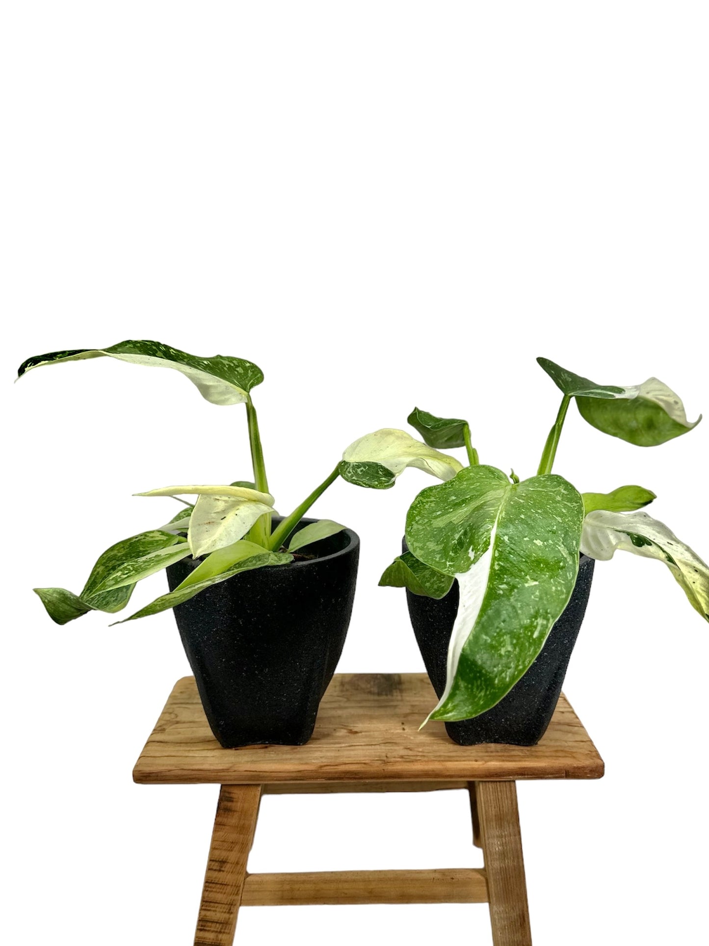 Philodendron Jose Buono