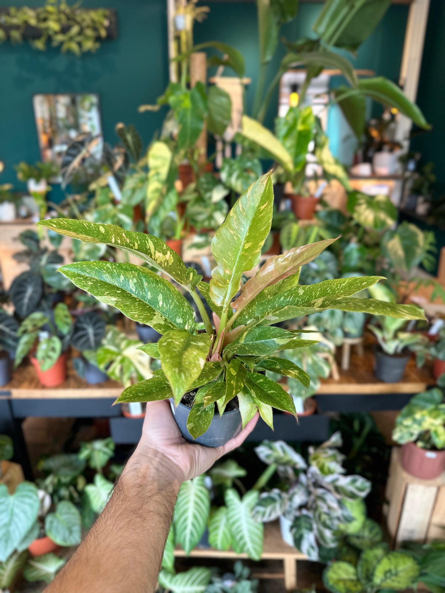 Philodendron Ring of Fire
