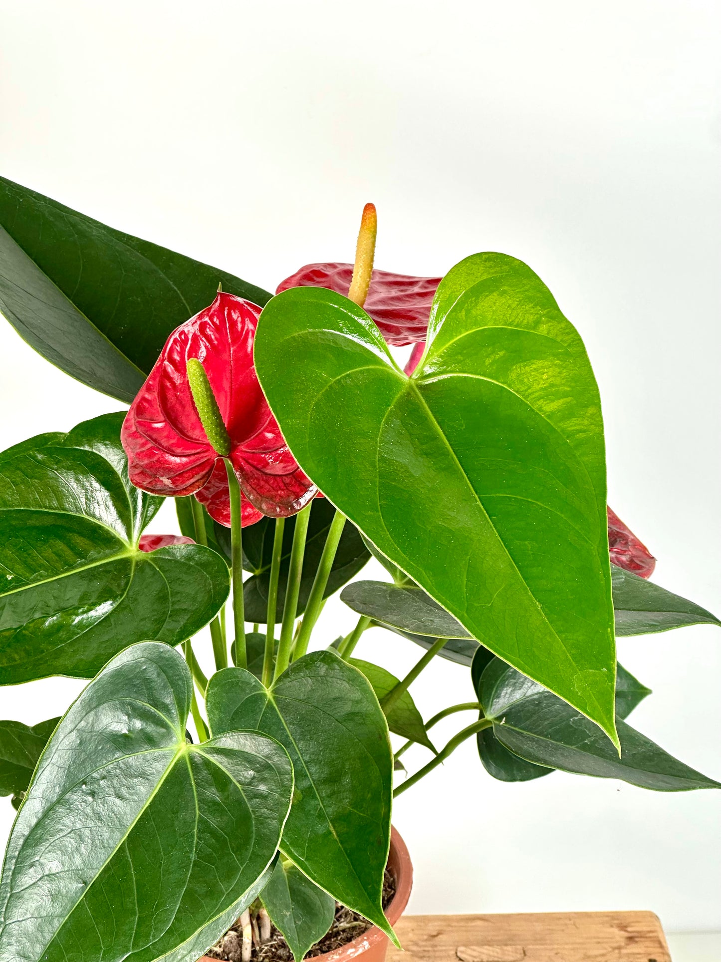 Anthurium Royal Rouge