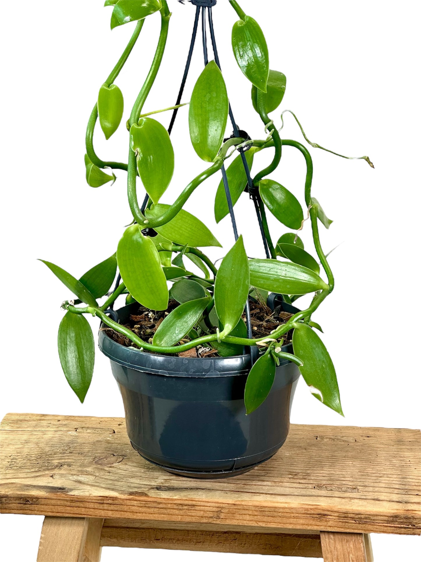 Plante de vanille ''Vanilla Planifolia'' - suspension