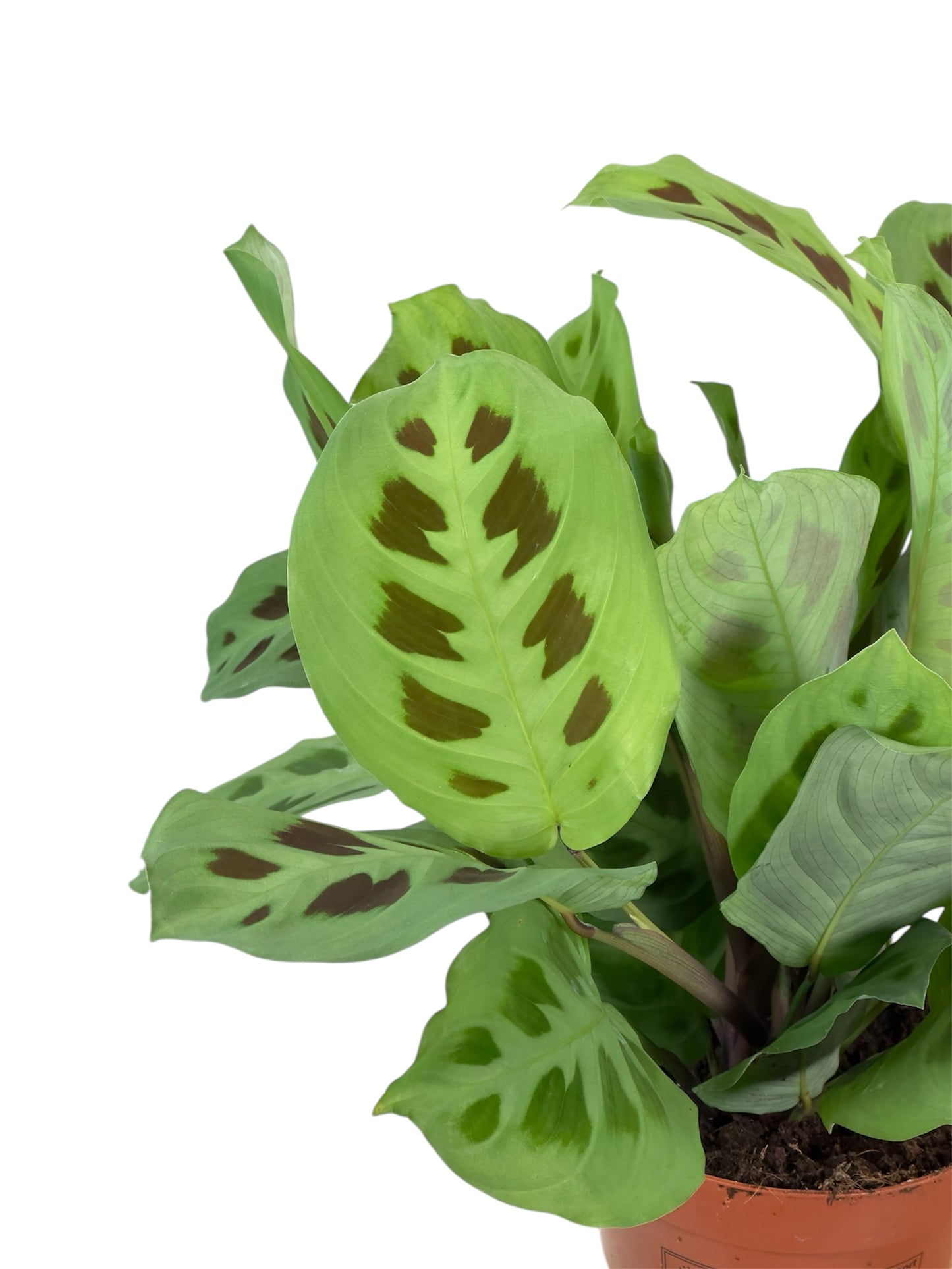 Maranta Kerchoveana