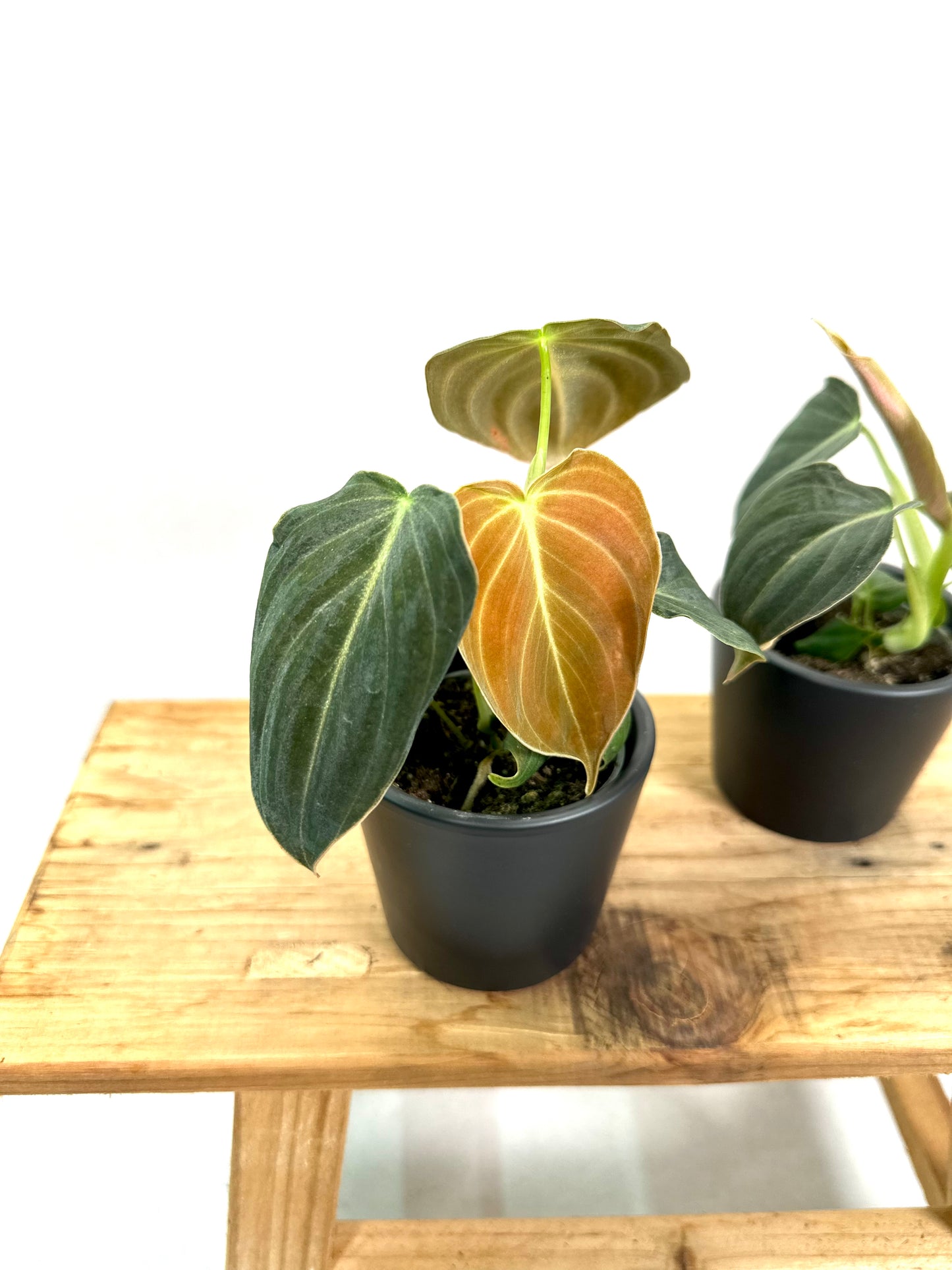 Philodendron Melanochrysum - Baby plant
