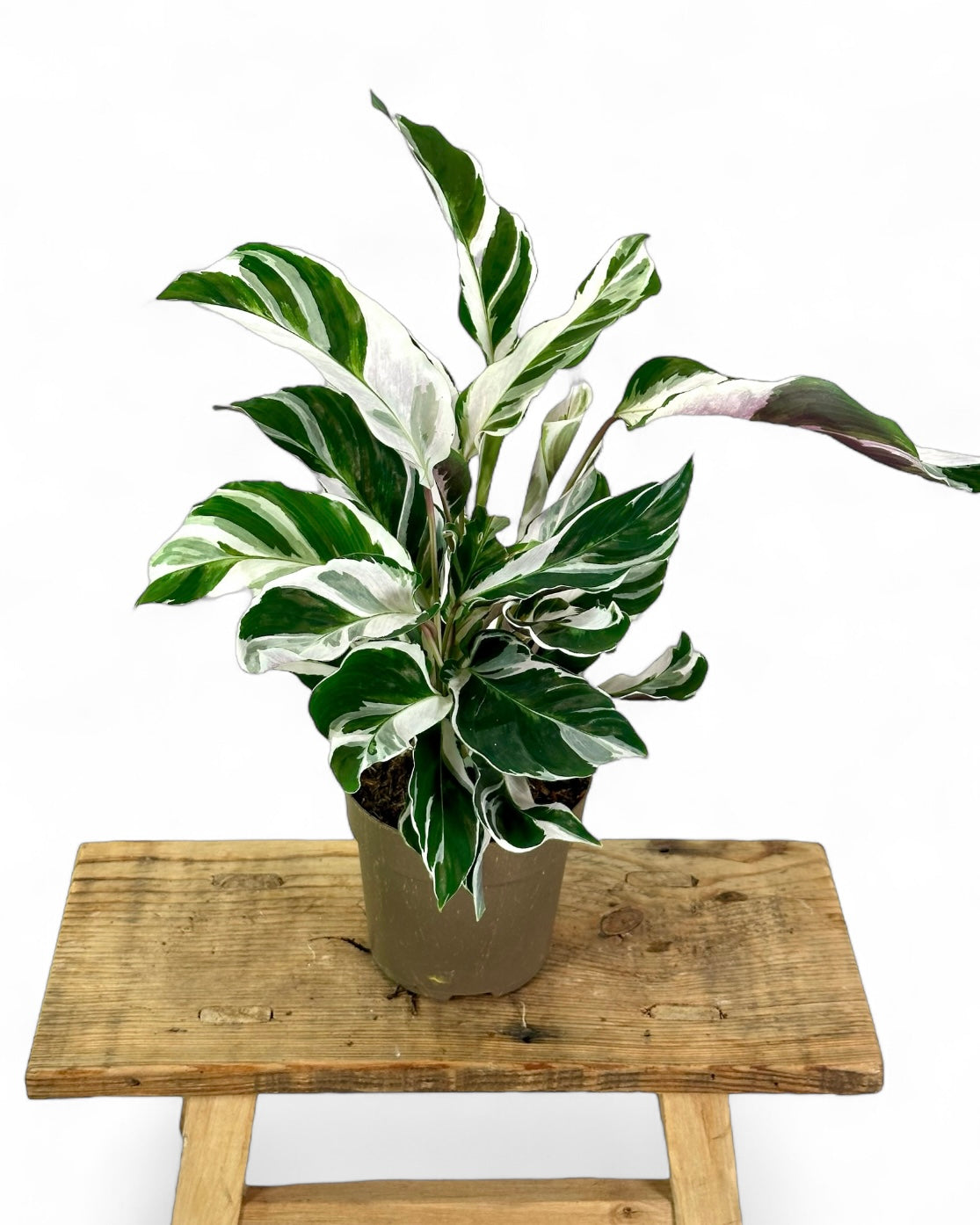 Calathea White Fusion