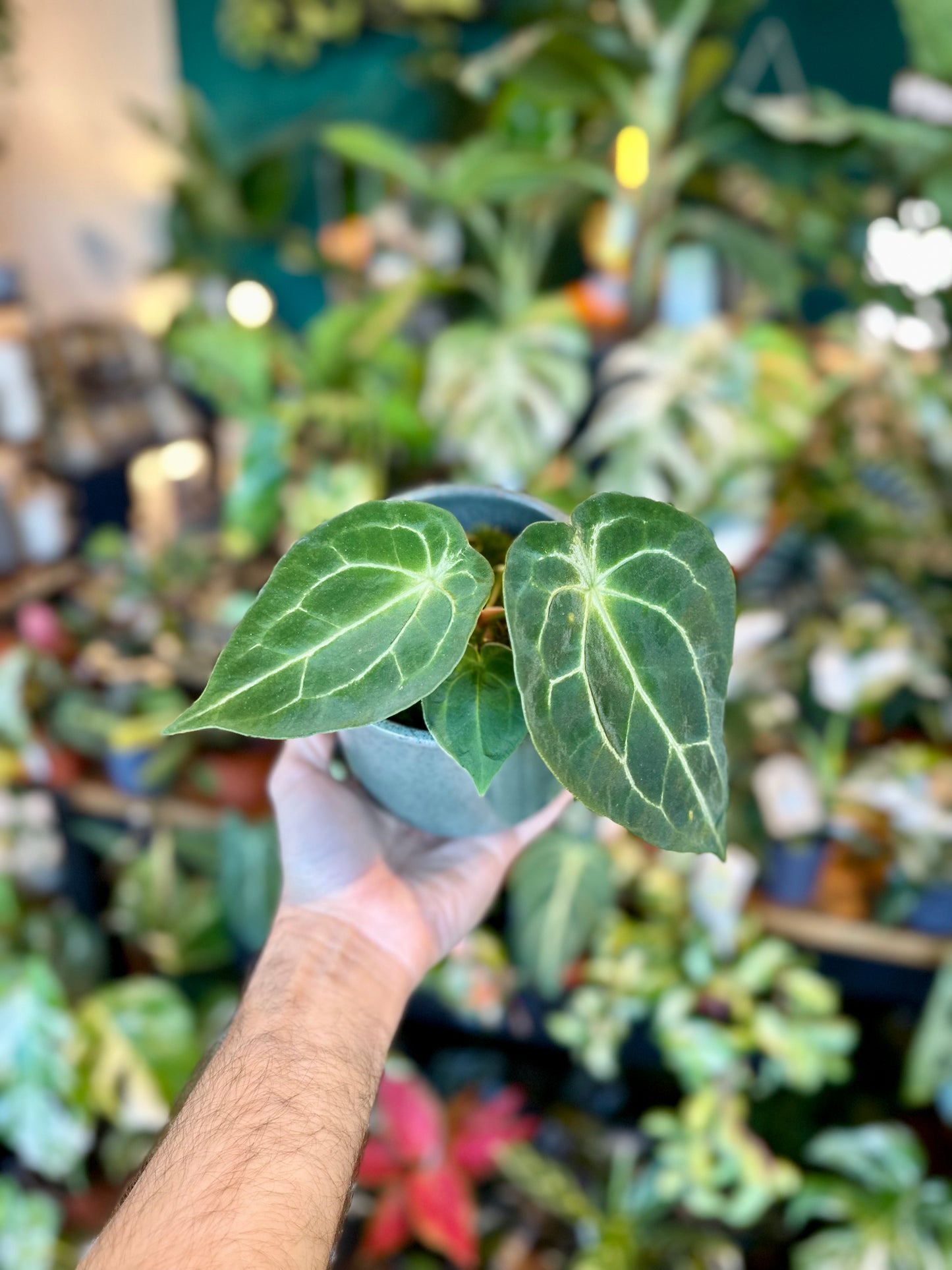 Anthurium Forgetii Silver