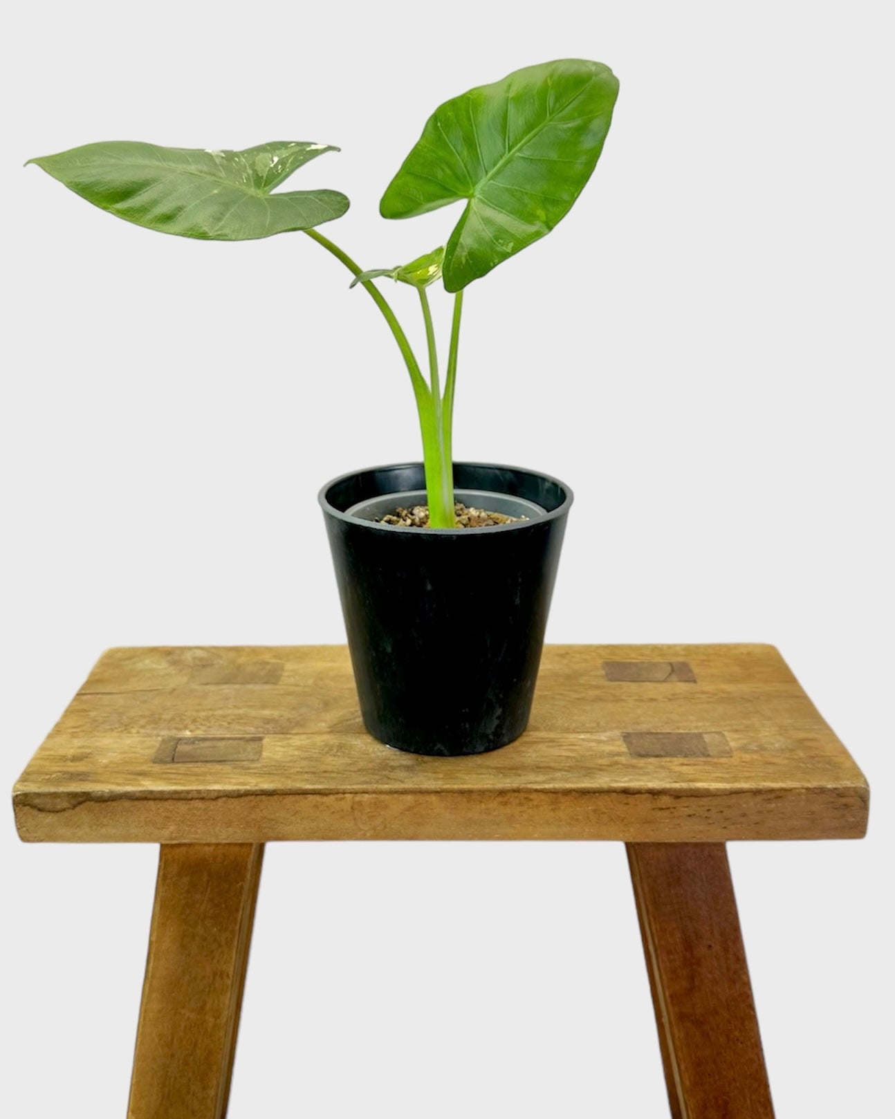 Cache-pot ''Industrial'' Ø10 cm