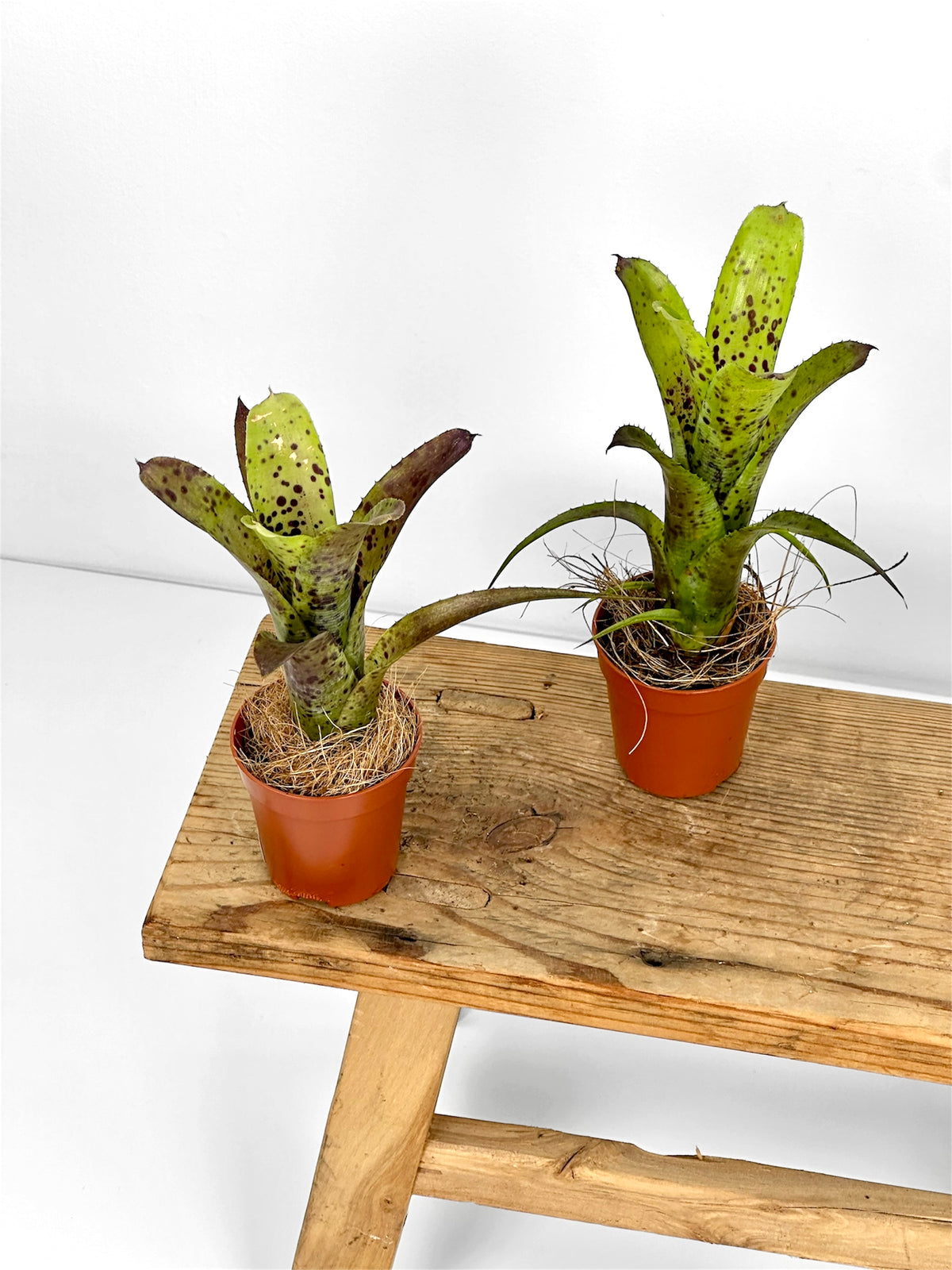 Neoregelia Pauciflora
