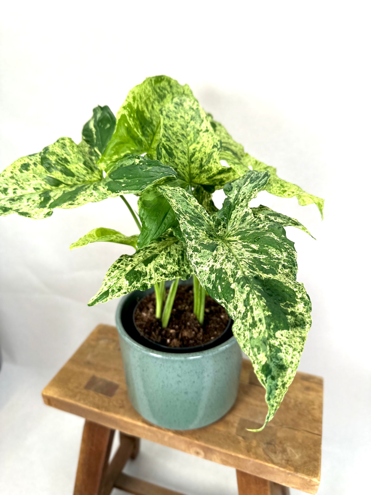 Syngonium Mottled Mojito
