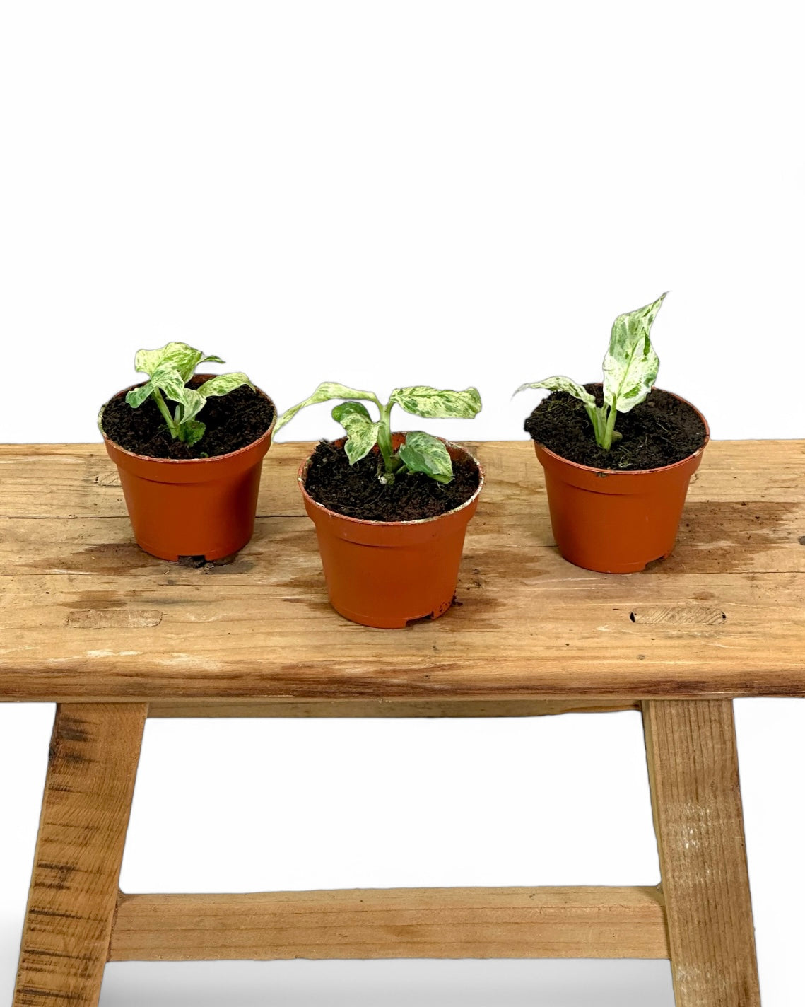 Monstera frozen freckles - Baby plant
