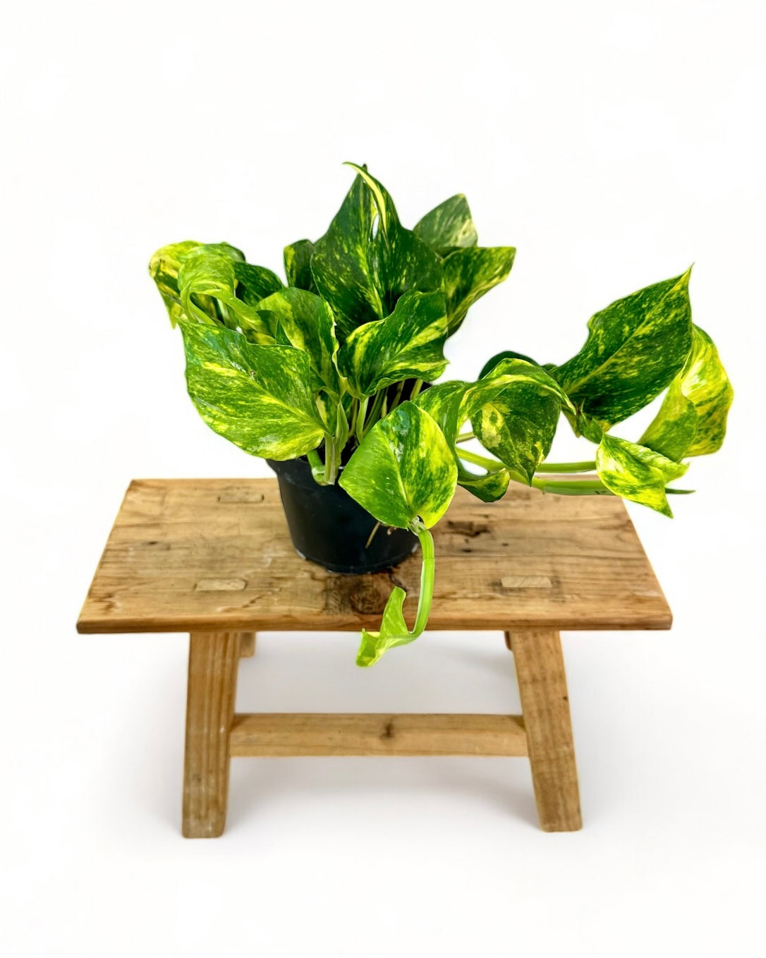 Epipremnum Aureum - Pothos Aureum