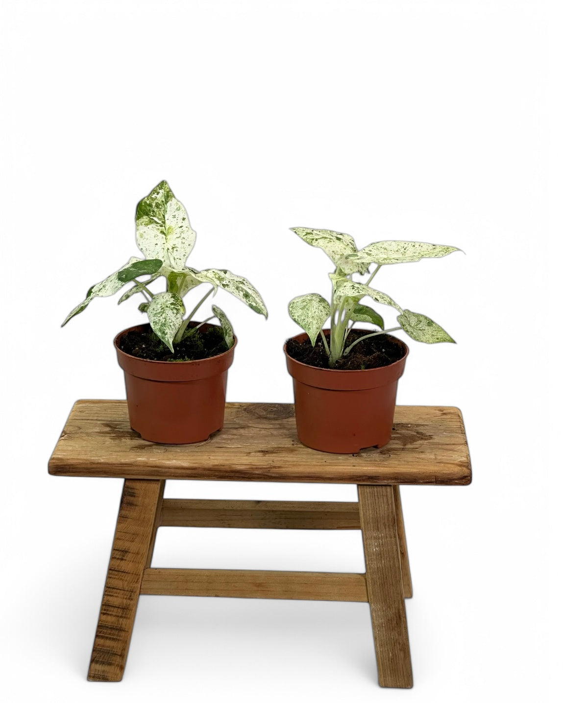 Alocasia Macrorrhiza variegata Splash - juvénile