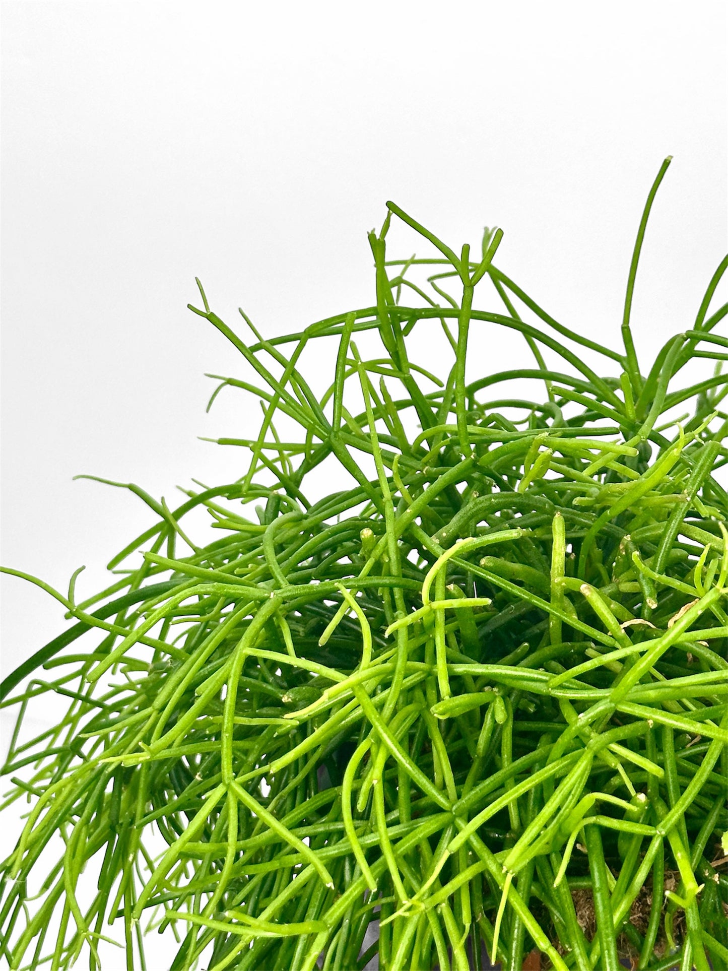 Rhipsalis Cassutha Oasis