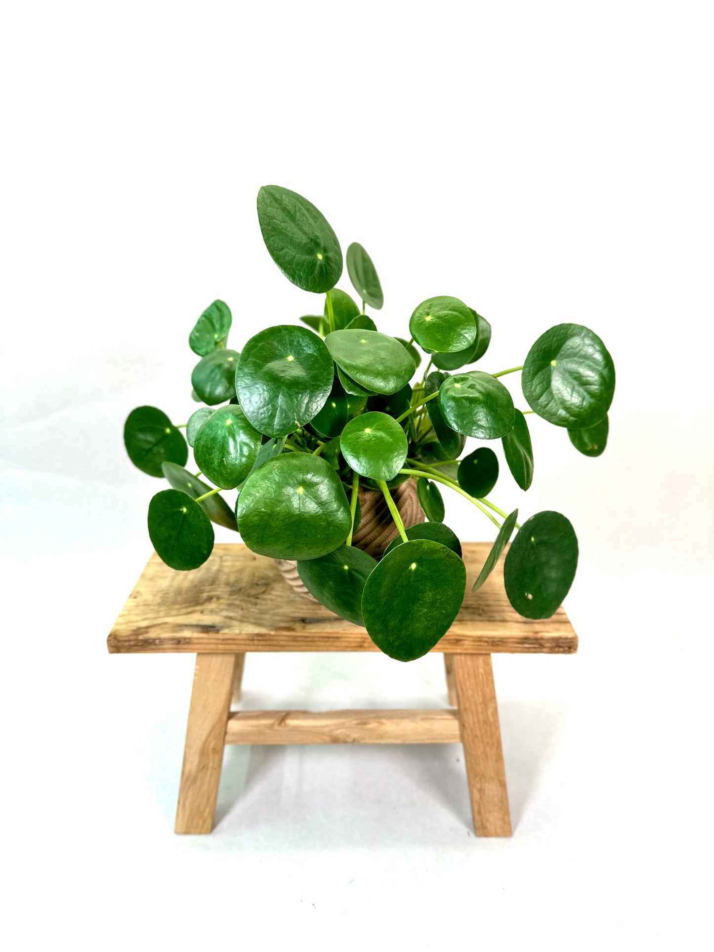Pilea Peperomioides
