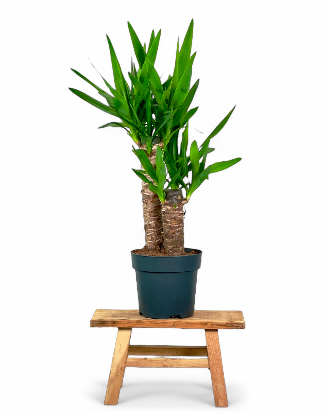 Yucca - 70cm