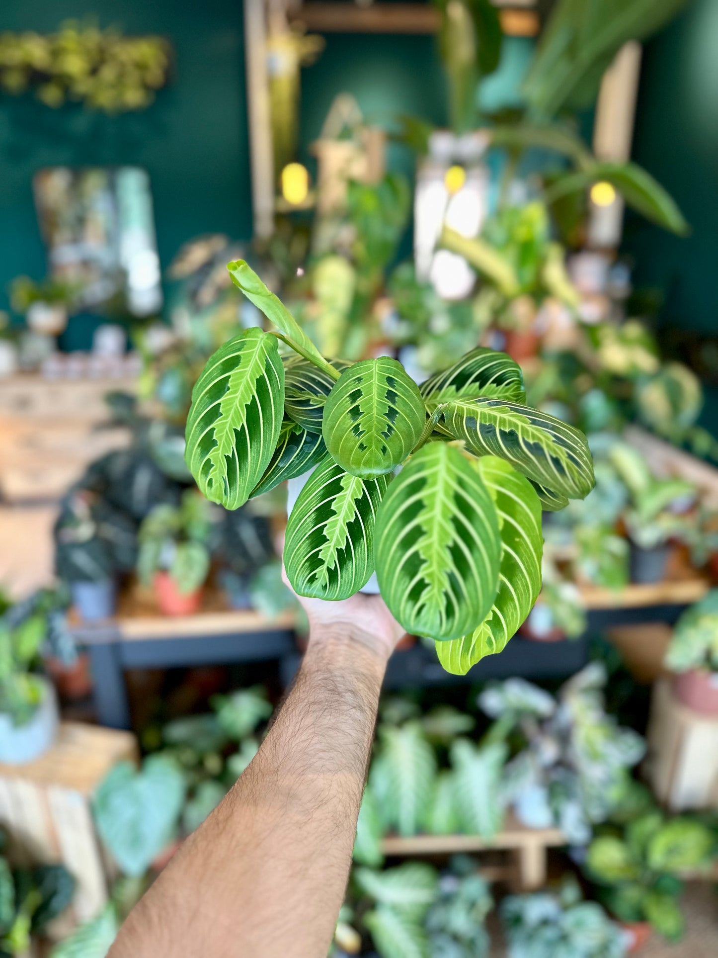 Maranta Leuconeura Lemon Lime
