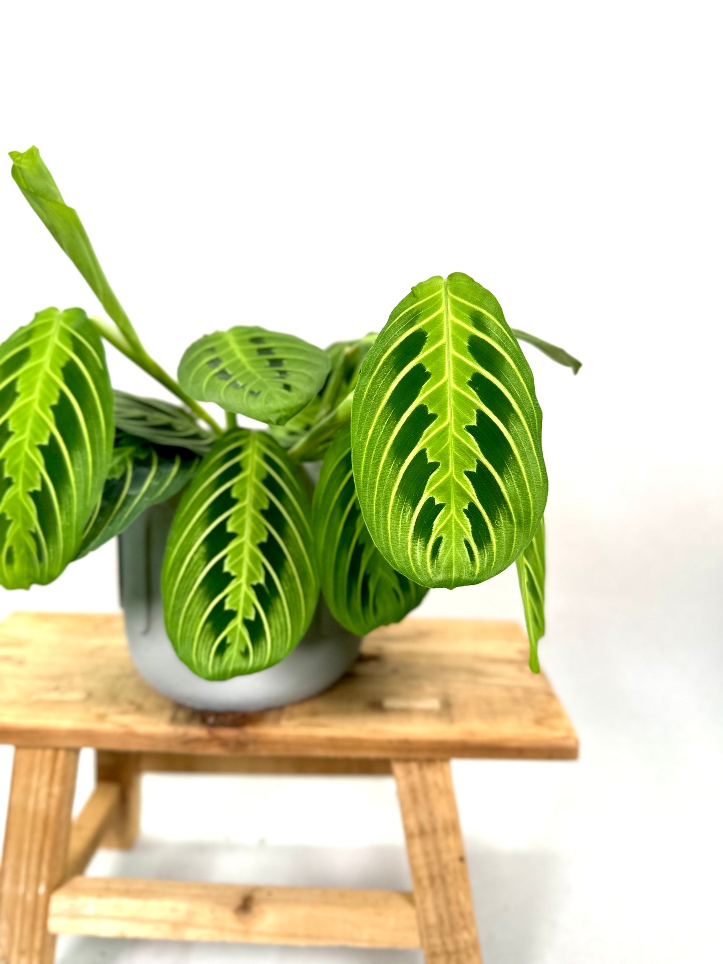 Maranta Leuconeura Lemon Lime