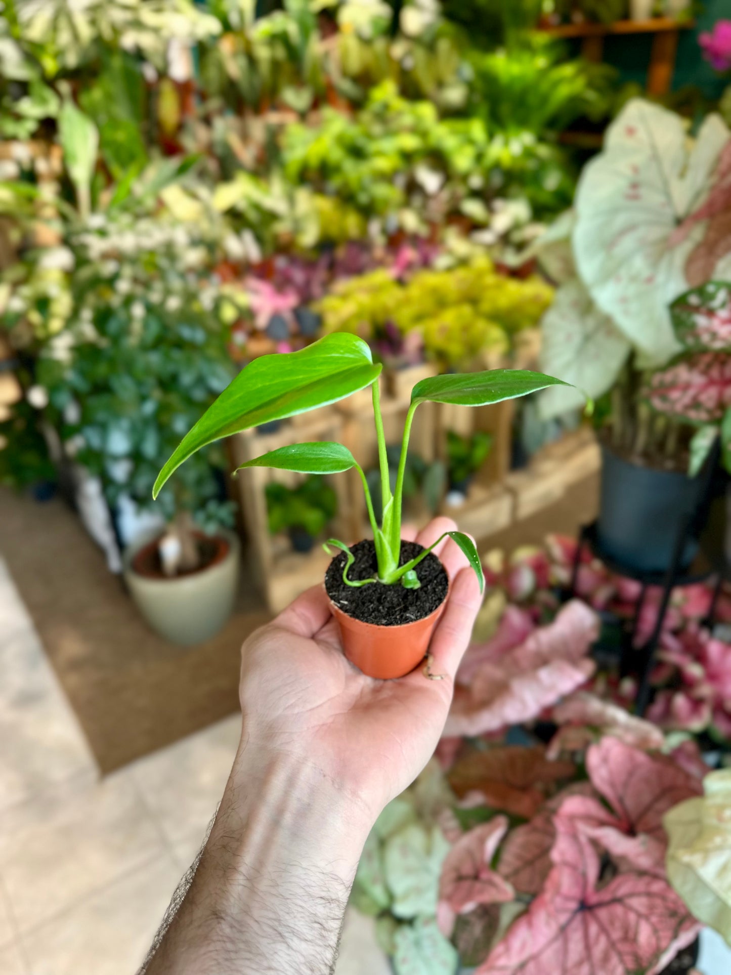 Monstera Burle Marx Flame - Baby plant