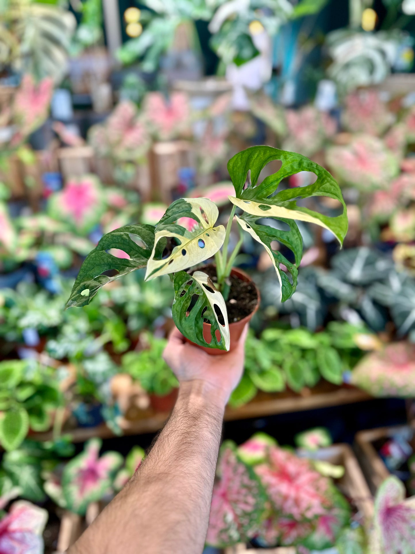 Monstera Adansonii variegata