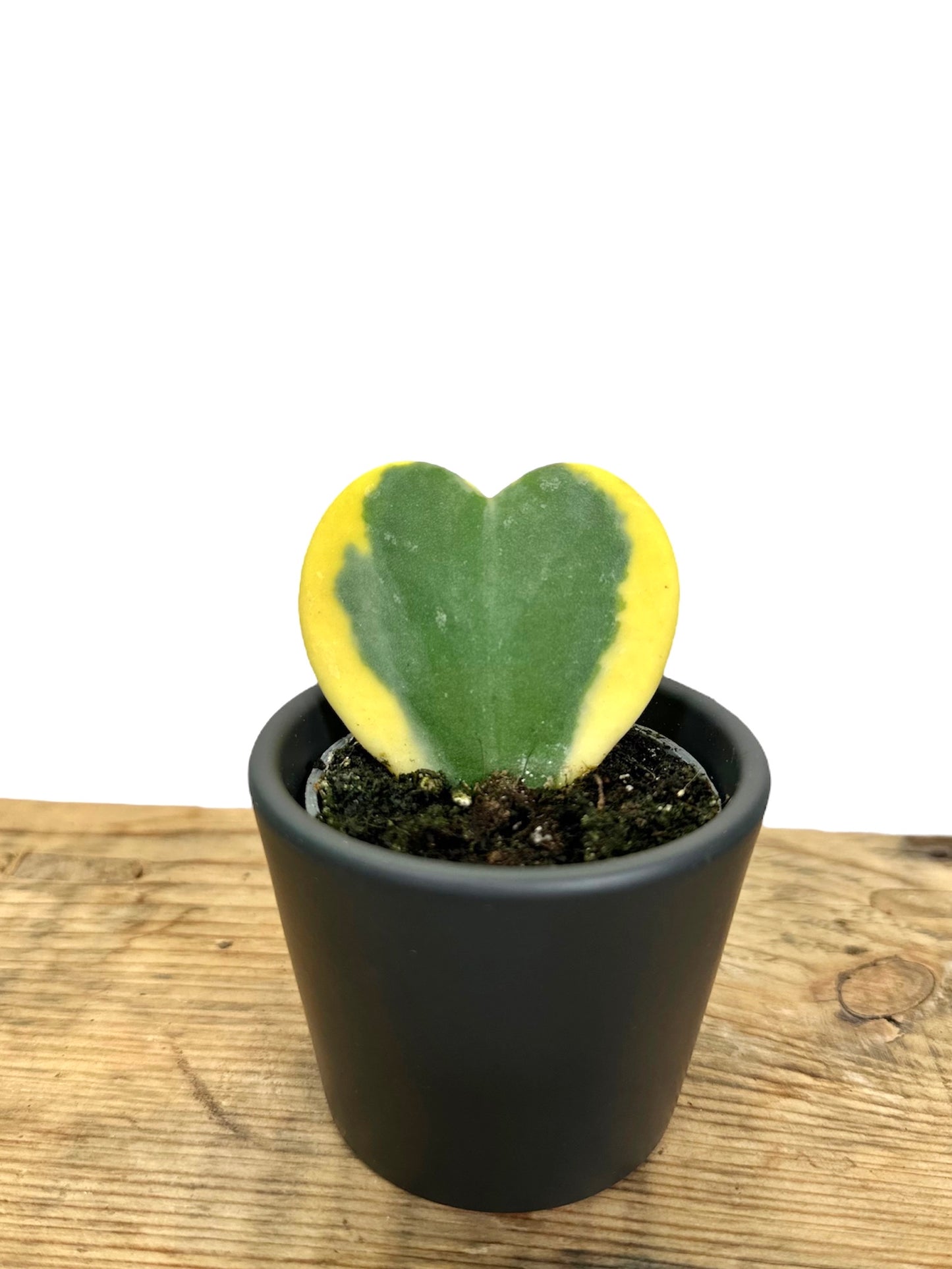 Hoya Kerrii variegata - Baby plant