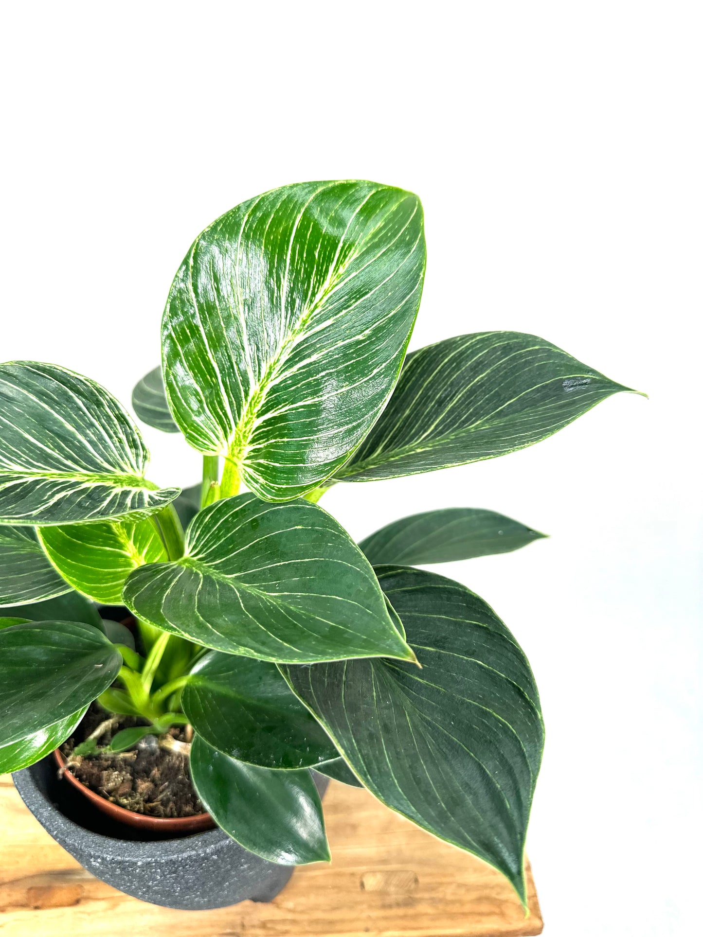 Philodendron Birkin - White Measure