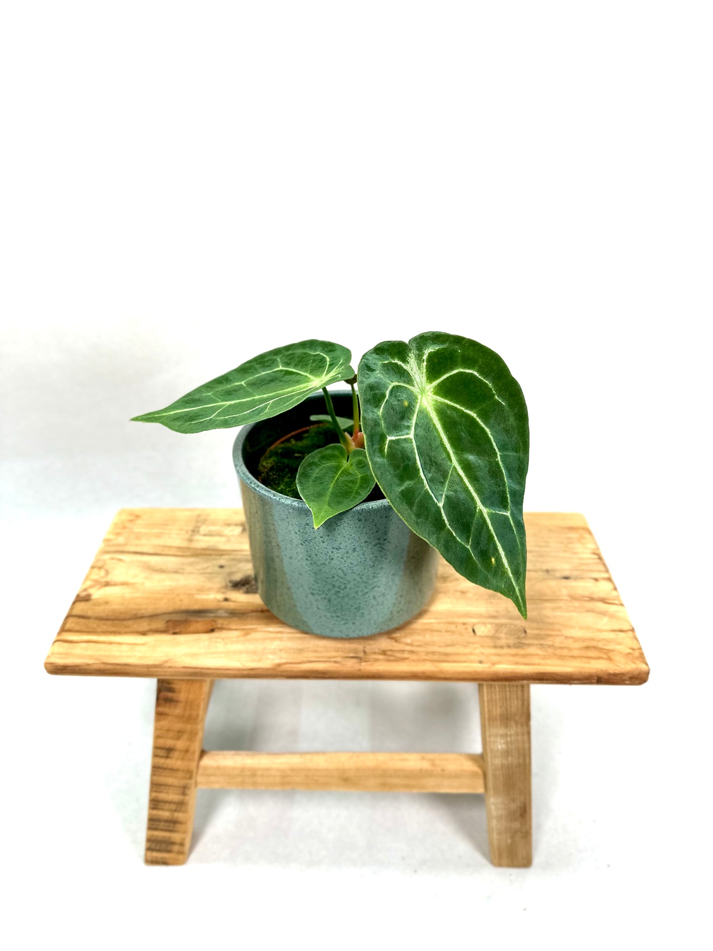 Anthurium Forgetii Silver