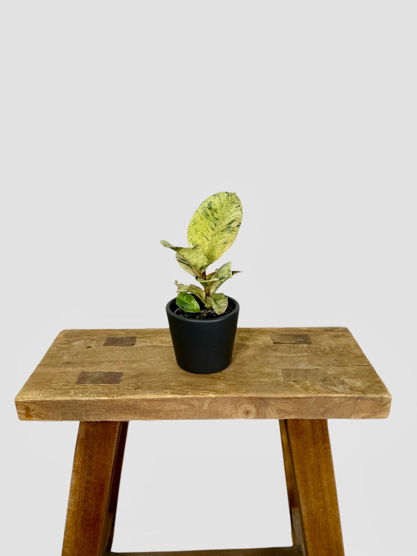 Cache-pot ''Classic'' noir Ø6 cm