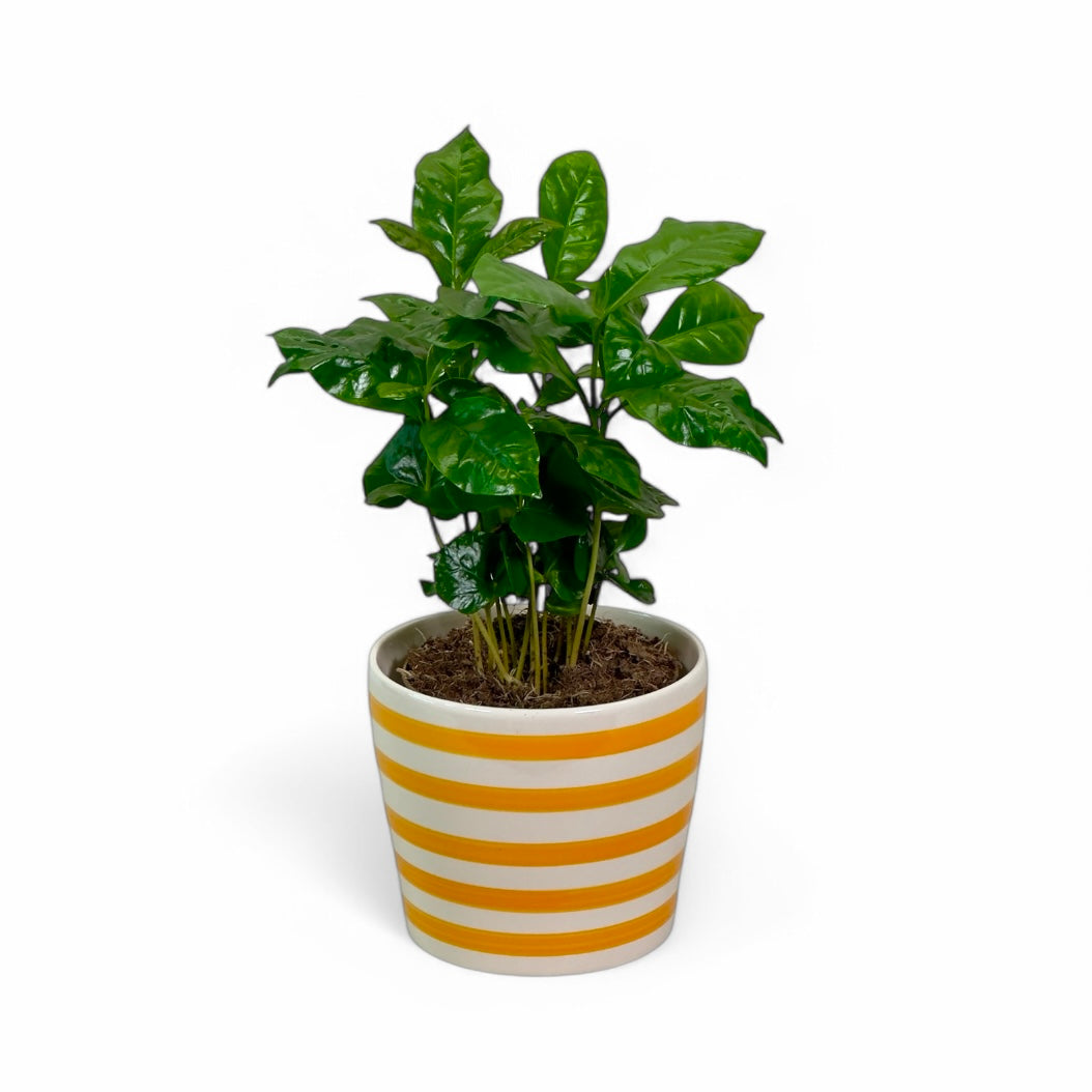 Cache-pot 'Sunny' Ø11.5 cm