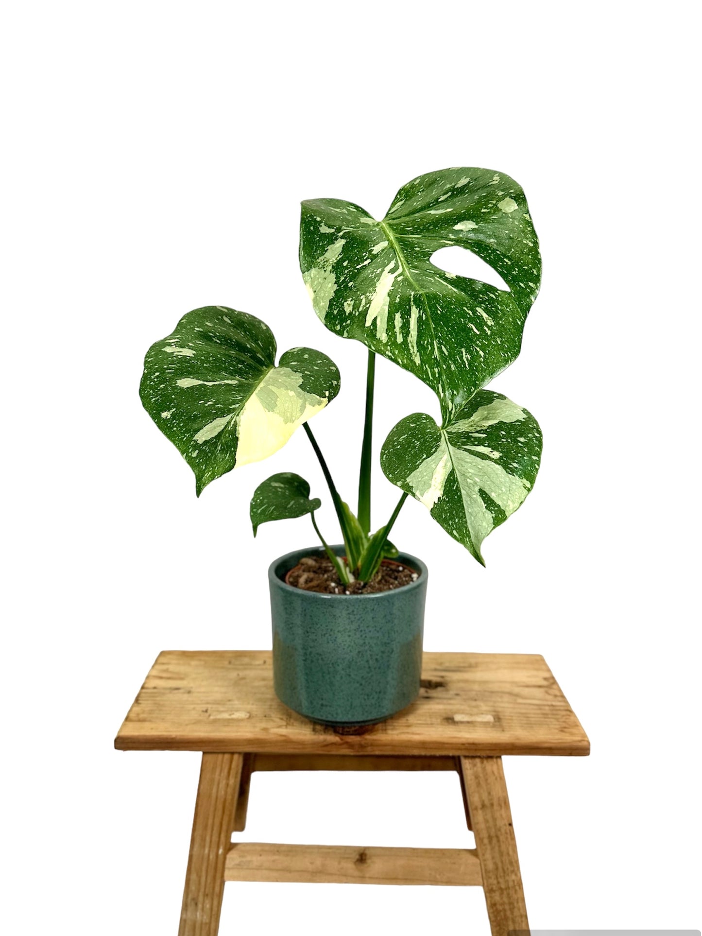 Monstera Thaï Constellation - Taille M 0908